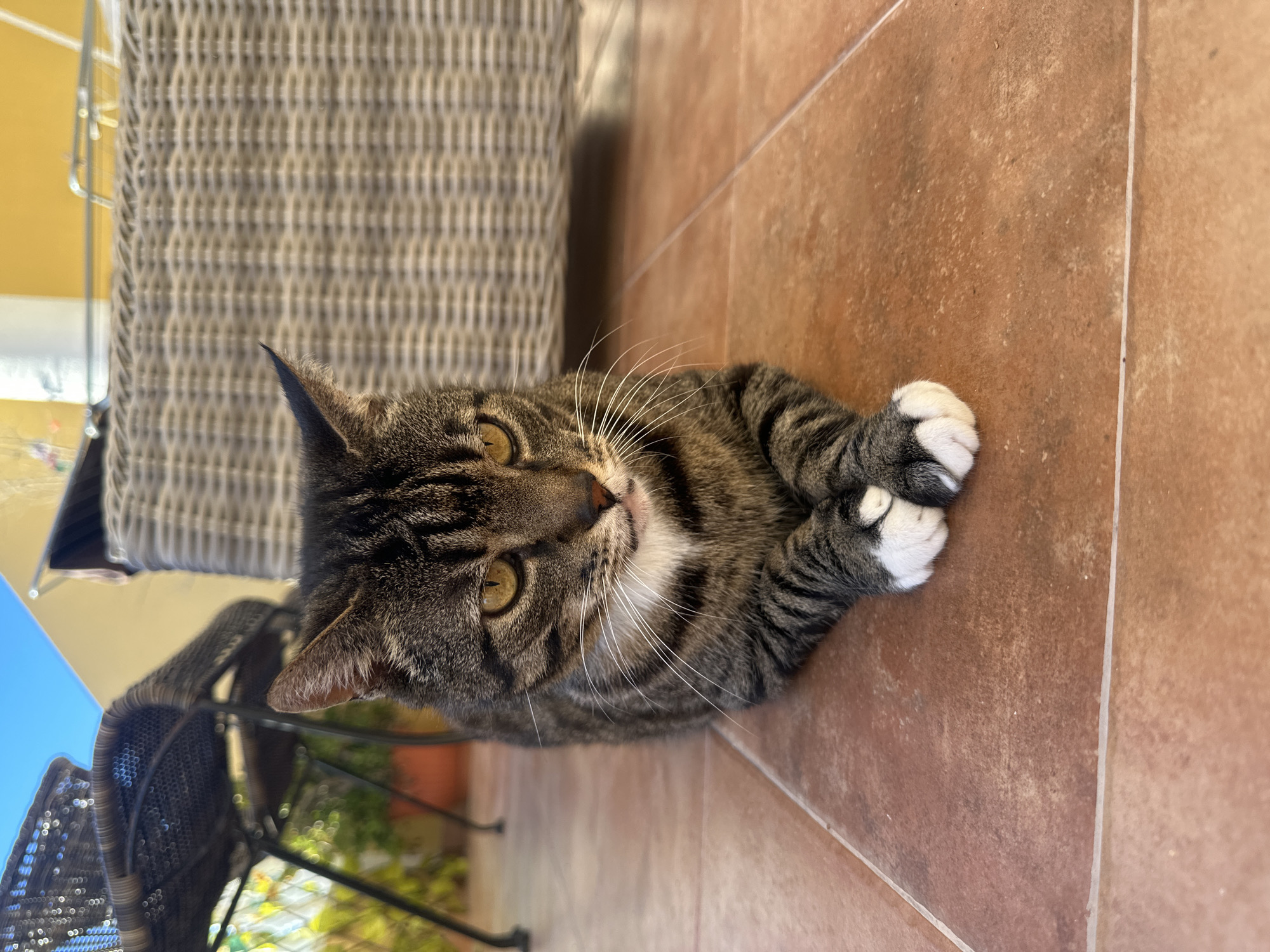 A brown tabby cat with white paws and a white chest is lying on a terracotta-tiled floor. The cat is looking up at the camera with its amber eyes. A wicker chair is partially visible behind the cat. The background suggests an outdoor patio or porch in Los Palacios, Spain, given the typical terracotta tile and possible sunlight.