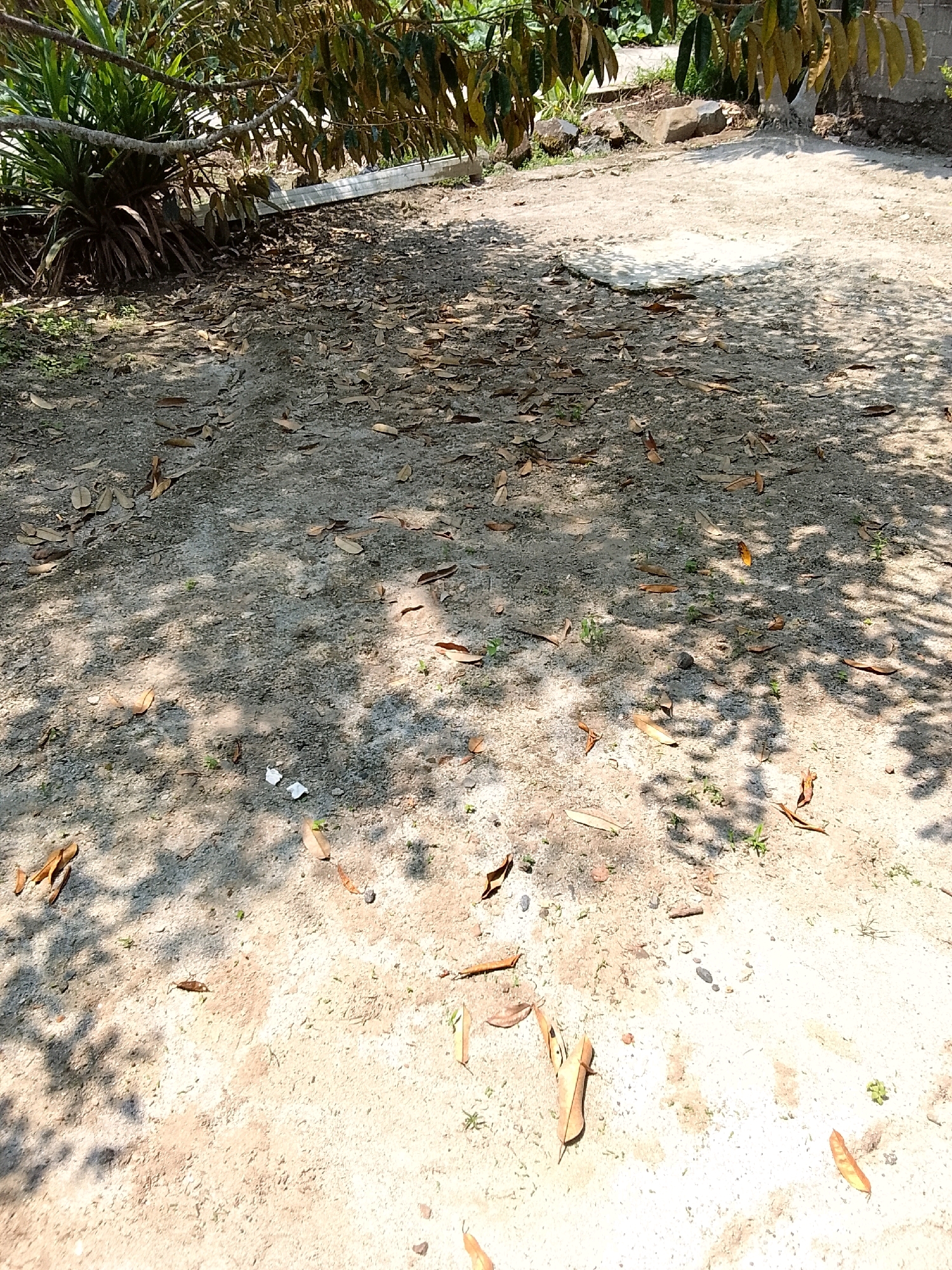 The image depicts a ground-level view of a sparsely vegetated outdoor area, likely a yard or unpaved pathway. The ground is composed of a mixture of dirt and small stones, with a scattering of fallen leaves, predominantly brown and dry. Sunlight casts dappled shadows from unseen foliage overhead, creating a pattern of light and dark across the surface. In the background, there is evidence of some urban construction, including a section of concrete or light-colored paving, and what appears to be a brick wall or structure. To the left, a dense cluster of green, spiky plants is visible, possibly part of a larger shrub or tree. The overall impression is one of an undeveloped or naturalized outdoor space within a populated area. The location in Padang Dalom, Indonesia, suggests a tropical or subtropical climate, consistent with the vegetation and the fallen leaves.