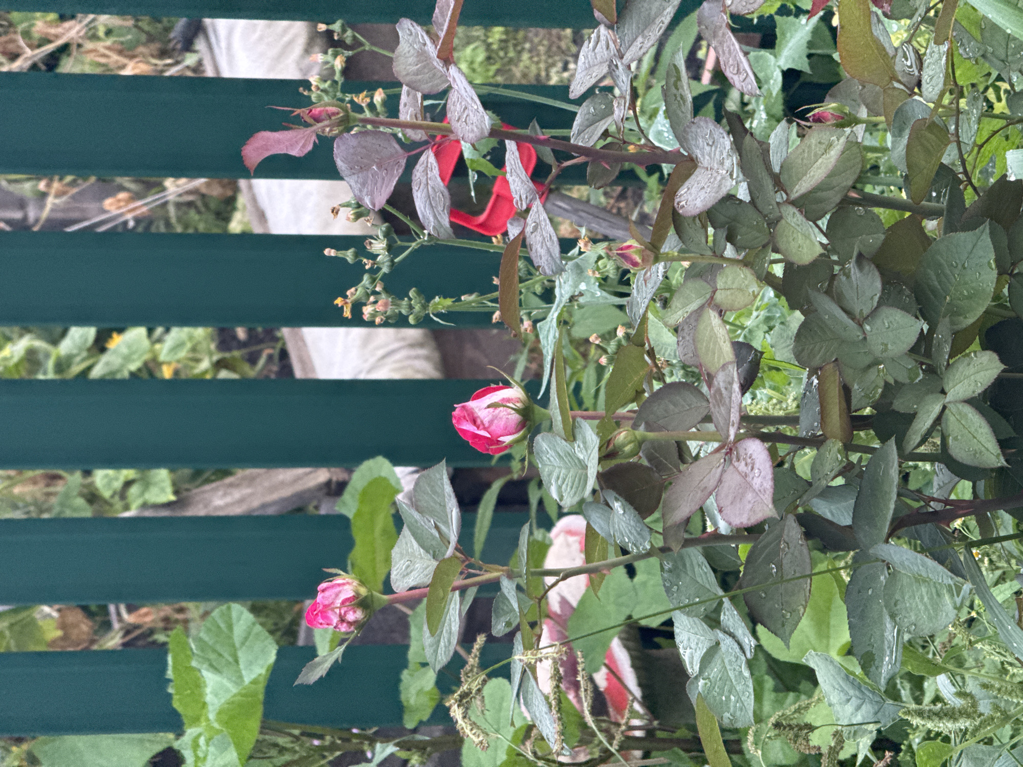 This is a close-up, eye-level shot of a rose bush with several buds and some blooming flowers, located in an outdoor setting in Krasnoyarsk, Russia. The roses are predominantly pink and white. The leaves of the rose bush are a deep green and some appear to have water droplets on them, suggesting recent rain or watering. In the background, a dark green, vertical slatted fence is visible. Beyond the fence, out-of-focus elements suggest other vegetation and possibly a garden structure. There are no people or animals present in the image. The overall atmosphere is that of a garden after a light rain.