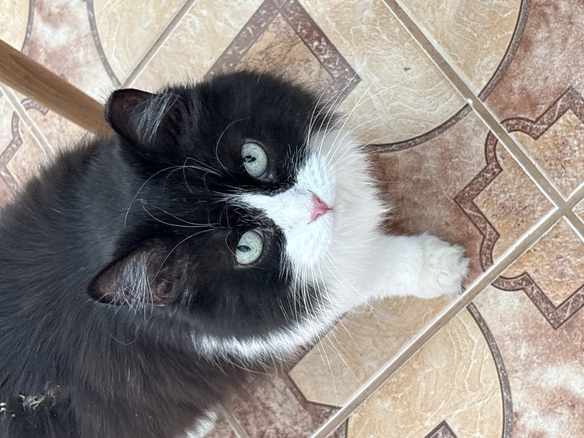 A black and white cat lies on a tiled floor. The cat is mostly black with a white patch covering its nose, mouth, and one paw. The floor consists of tan and brown square tiles with a repeating geometric pattern. A wooden object is visible at the top left corner of the image. The location is unknown.