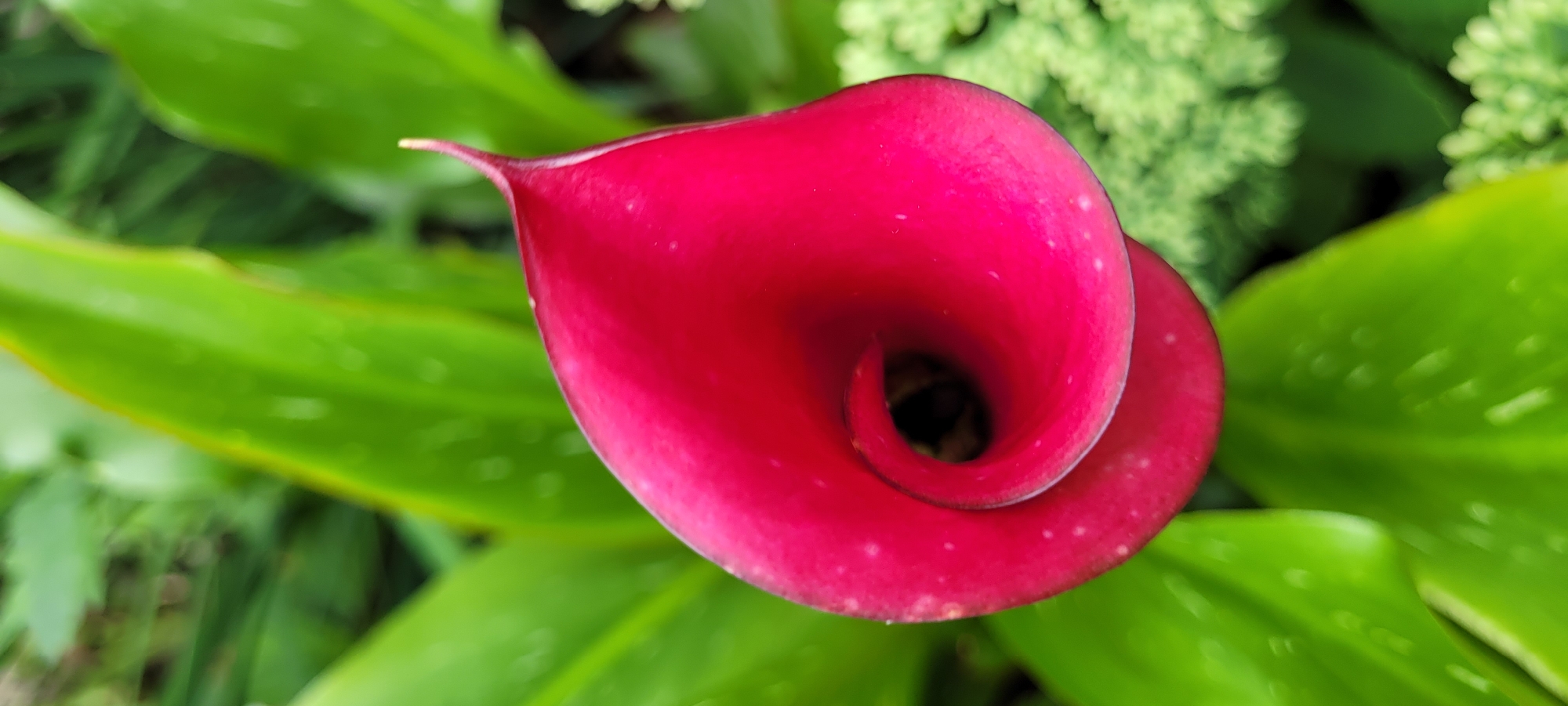 The image is a close-up, top-down shot of a vibrant pink calla lily bloom. The flower has a distinctive funnel shape, with its petals curving inward to create a dark, deep center. The surface of the bloom is smooth and slightly glossy, with a few small white speckles visible. Surrounding the flower are lush, green leaves, out of focus, suggesting a natural garden setting. The lighting is soft, highlighting the rich color of the lily. There is no indication of the specific location within Riga, Latvia, nor are there any people, actions, or interactions depicted in the scene.