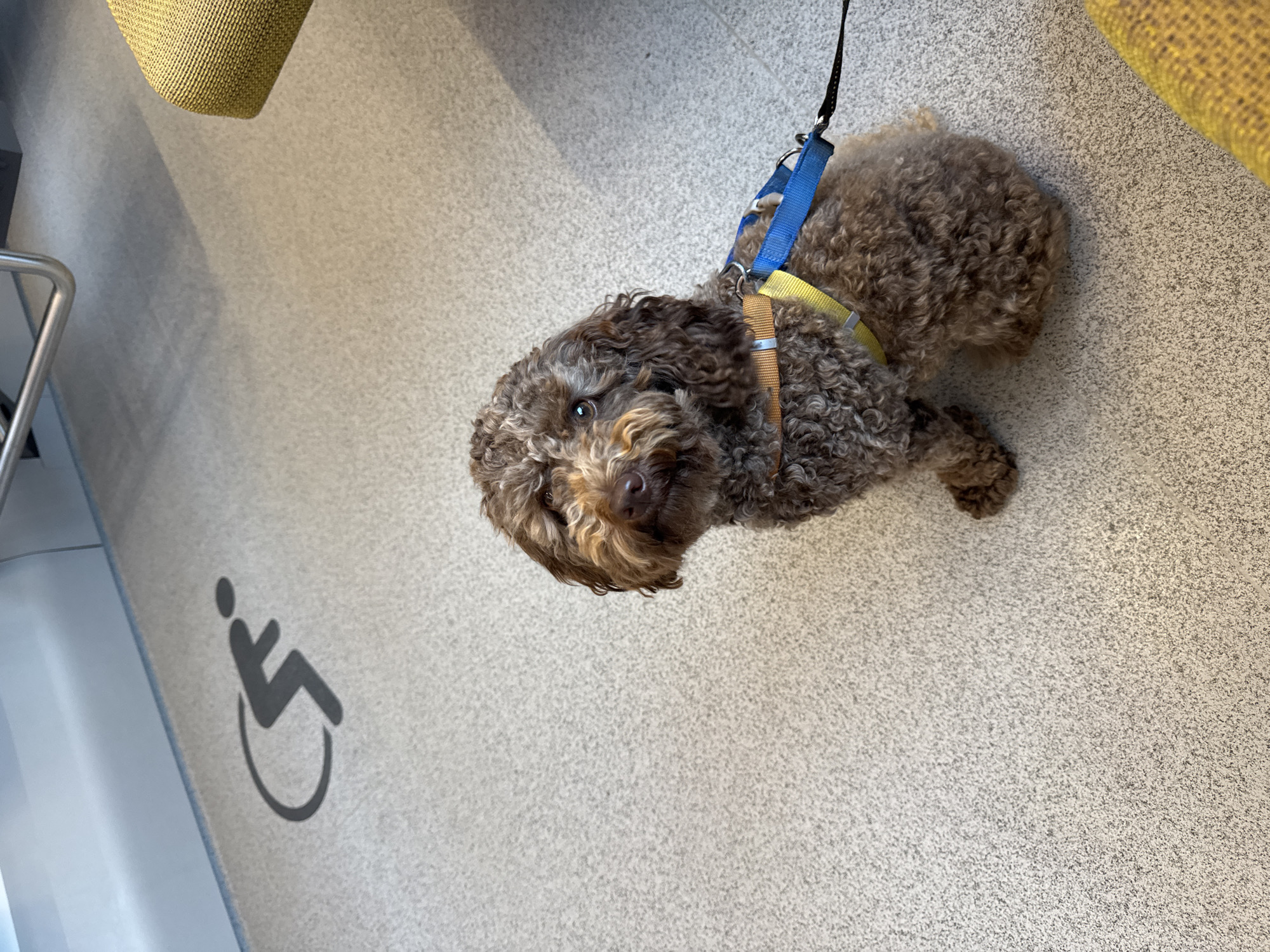 A brown, curly-haired dog with a yellow and blue harness is sitting on a gray carpeted floor. The floor has a black symbol of a person in a wheelchair. A metal railing is visible in the upper left corner, and a yellow seat is in the upper right corner. The scene appears to be inside a public transport vehicle.