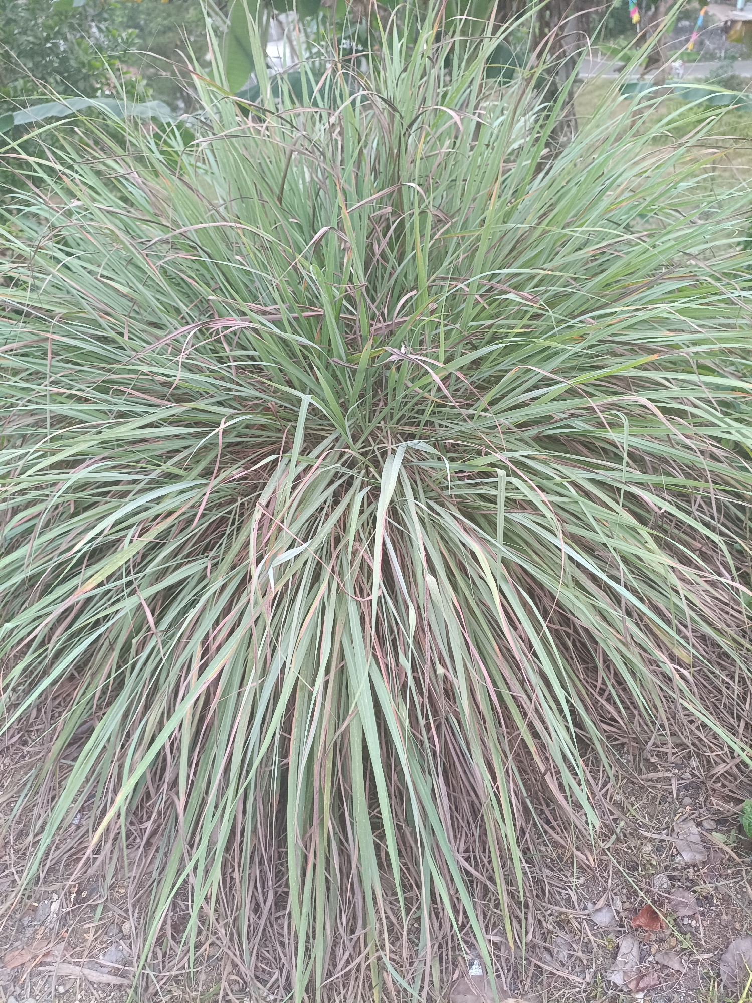 A dense clump of lemongrass, Cymbopogon citratus, is depicted growing outdoors on the ground. The plant is characterized by its long, slender, light green leaves, some of which show reddish-brown tips, indicating potential dryness or the start of a drying process. The lemongrass forms a rounded shape, with leaves arching outwards and downwards, creating a bushy appearance.
The ground beneath the plant is covered with dry soil, fallen leaves, and some sparse, dry grass. In the background, out of focus, are hints of more vegetation, including larger green leaves and possibly a tree trunk. The lighting suggests it is daytime, with the light diffused, perhaps due to overcast conditions or shade. There are no people or animals visible in the image. The overall impression is of a natural, uncultivated outdoor environment, possibly a garden or a roadside area. The specific location is identified as Kadununggal, Indonesia, placing the scene within a tropical or subtropical climate where lemongrass commonly thrives.