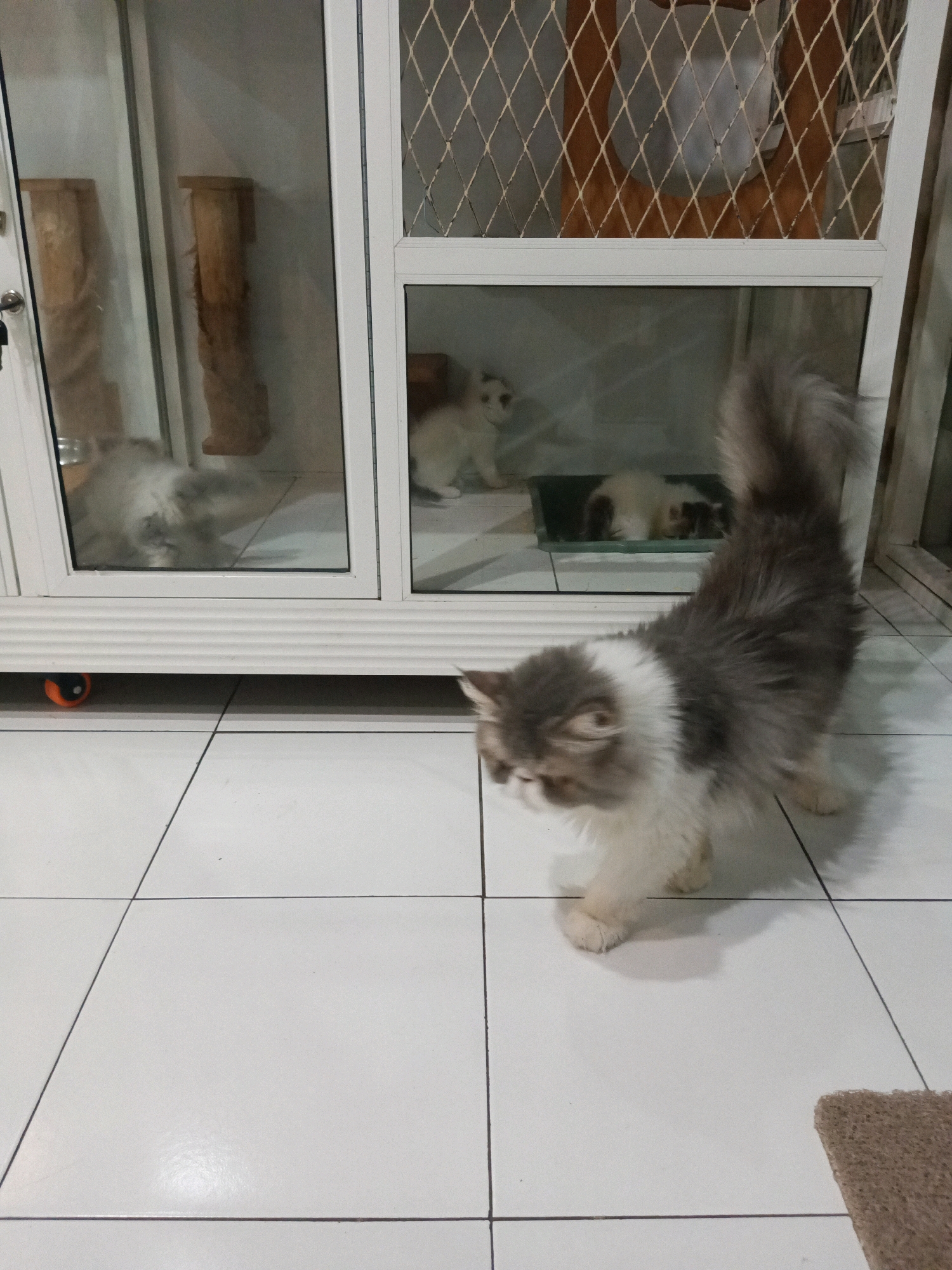 The image captures an indoor scene with white tiled flooring. In the foreground, a fluffy, long-haired cat with grey and white fur is walking to the right. The cat's tail is held high and bushy. Behind the cat, a multi-level cat enclosure is visible. This enclosure has clear glass panels and a wire mesh top. Inside the enclosure, two other cats can be seen. One is a white cat lying down, and another appears to be a grey and white kitten. The enclosure contains wooden scratching posts. In the bottom left corner of the image, a small orange and black ball is partially visible under the enclosure. The scene is consistent with a domestic environment where cats are housed, potentially in a home or a cat boarding facility in Ngrendeng, Indonesia.