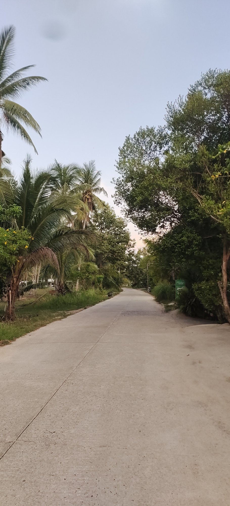 A paved road leads into the distance, bordered by lush green trees and palm trees on either side. The sky above is a soft gradient of pale blue to a hint of pink at the horizon, suggesting either early morning or late afternoon. On the right side of the road, a green sign is partially visible. The road itself is a pale gray, with a visible seam running down its center. The environment appears to be a tropical or subtropical location, possibly a residential area or a pathway within a resort, given the vegetation. The scene is peaceful and devoid of any people or active events.