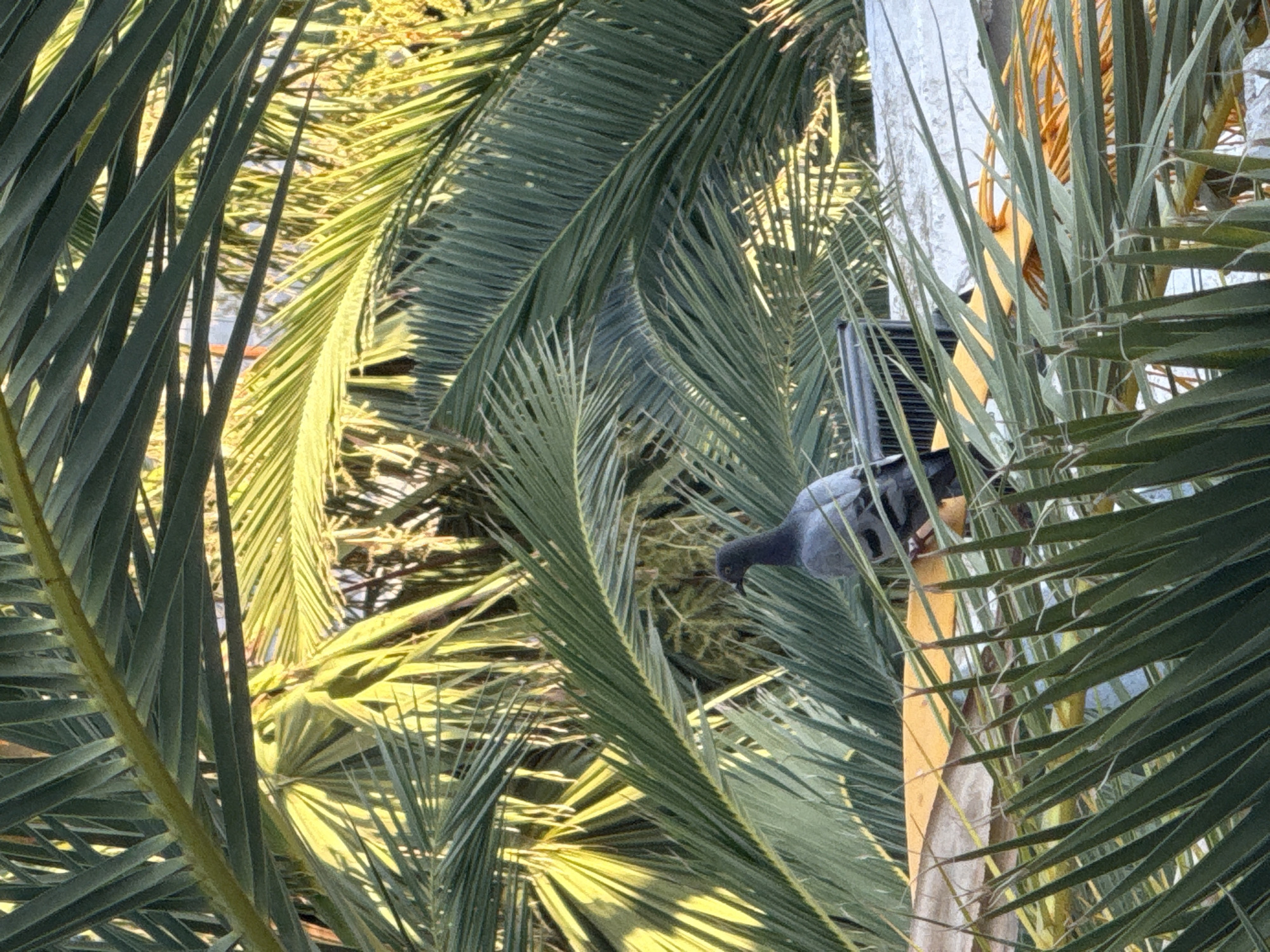 A pigeon stands on a yellow object, partially obscured by palm fronds. The pigeon is grey with a darker head. The yellow object appears to be a piece of furniture or a decorative item. Behind the pigeon, a black object with a ribbed surface is visible, possibly an air conditioning unit. The background is filled with dense green palm leaves, some illuminated by sunlight, suggesting an outdoor setting in a warm climate. The scene is consistent with a location in Yasmine Hammamet, Tunisia, known for its palm trees and coastal environment.
