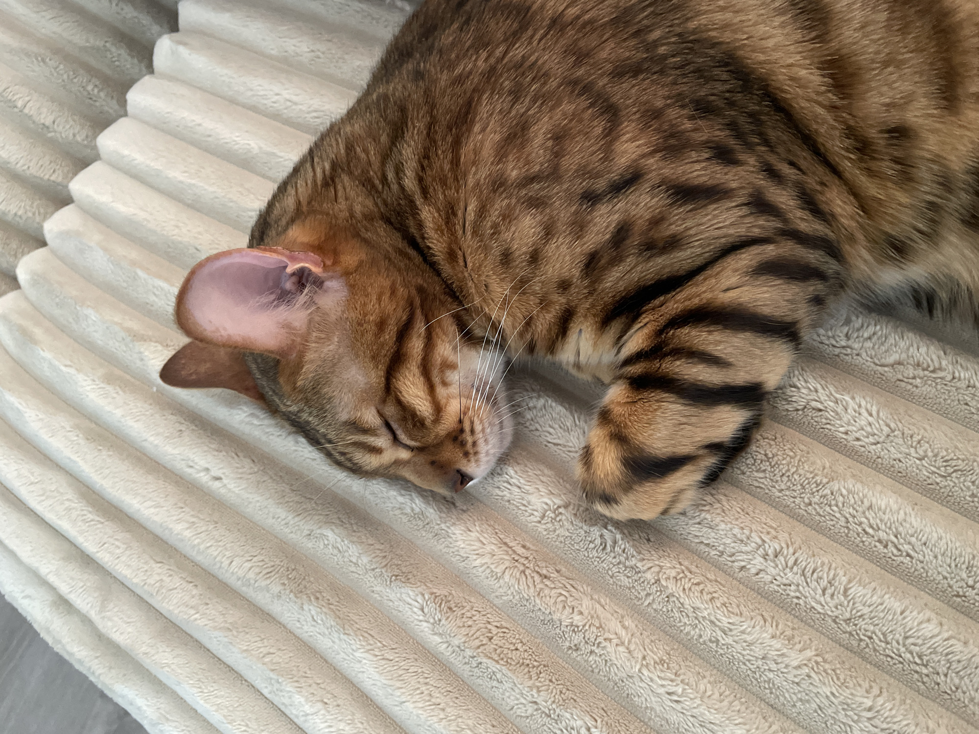 A close-up, high-angle shot shows a sleeping Bengal cat curled up on a textured, cream-colored blanket. The cat's eyes are closed, and its head is turned to the left, resting on its paws. The cat's fur is a mix of golden brown and black stripes, characteristic of the breed. The blanket's surface features raised, parallel ridges, creating a ribbed texture. The lighting appears natural and soft, illuminating the cat and its surroundings without harsh shadows. The scene is static, capturing a moment of peaceful rest.