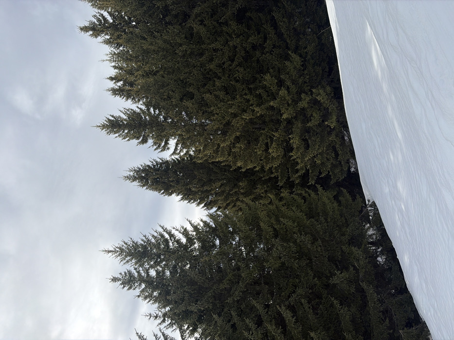 A snow-covered hillside in Manigod, France, is depicted under an overcast sky. The lower portion of the image, occupying approximately the bottom third, shows a pristine, white snowfield sloping upwards from left to right. The snow exhibits subtle undulations and shaded areas. Above the snowline, a dense forest of numerous tall, dark green evergreen trees extends across the middle and upper sections of the frame. The trees vary in height, with several prominent, sharply pointed spires reaching towards the cloudy, light grey sky which occupies the top third of the image. No people, animals, or man-made objects are visible.