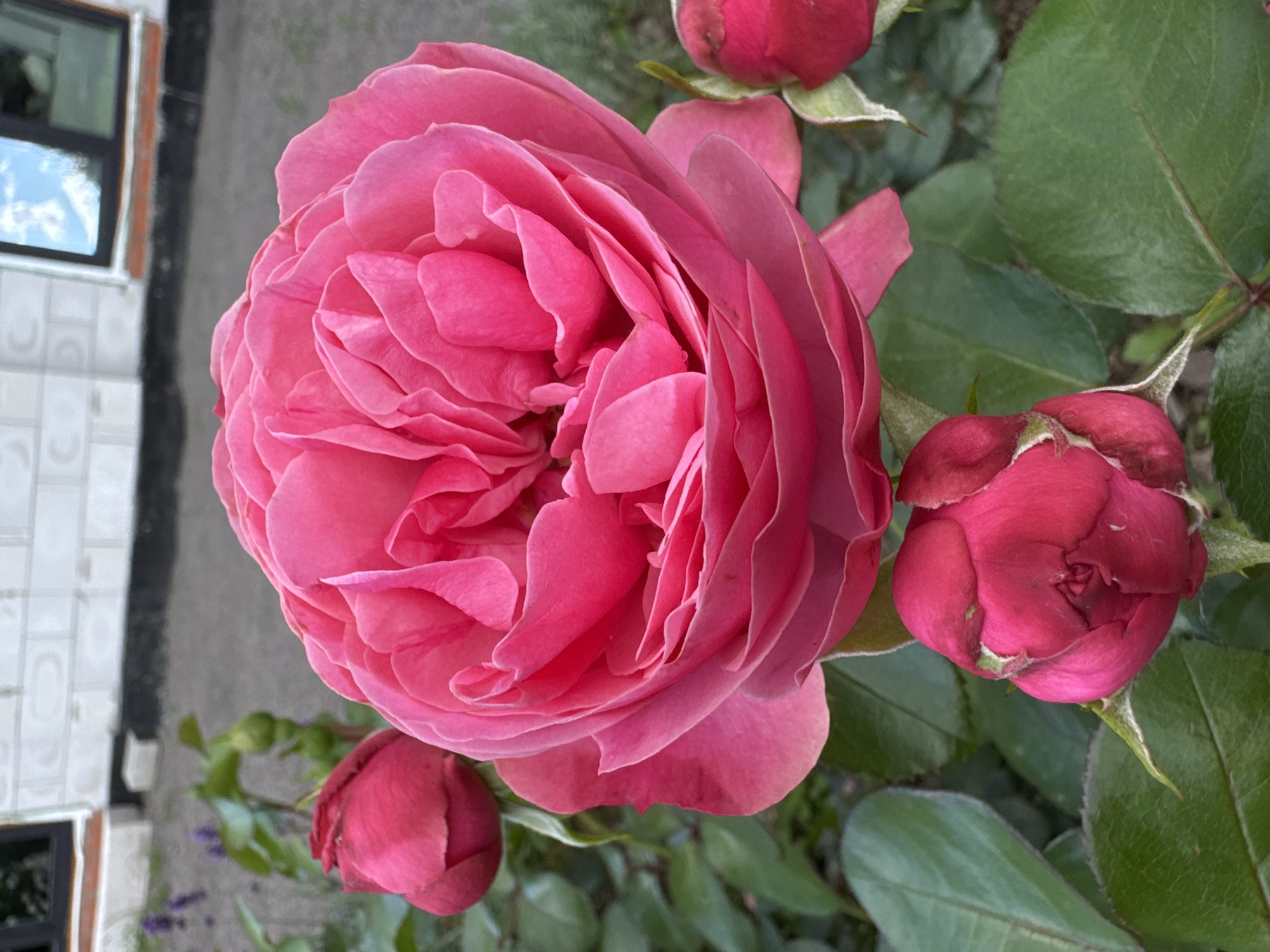 A close-up, eye-level shot features a large, fully bloomed pink rose as the primary subject. The rose is centered and occupies the majority of the frame, displaying numerous layers of petals. To the left and lower left, there are two smaller, unopened rose buds in a darker pink hue. To the far right, a third unopened bud is partially visible. The background consists of green rose leaves and stems, with a blurred background that suggests an outdoor setting. In the upper background, a section of a building with white brickwork and a window reflecting the sky is visible. The ground appears to be a gravel or dirt path. The scene is likely a garden or yard in Steklyannyi, Russia. There are no people or animals present. The lighting suggests it is daytime.