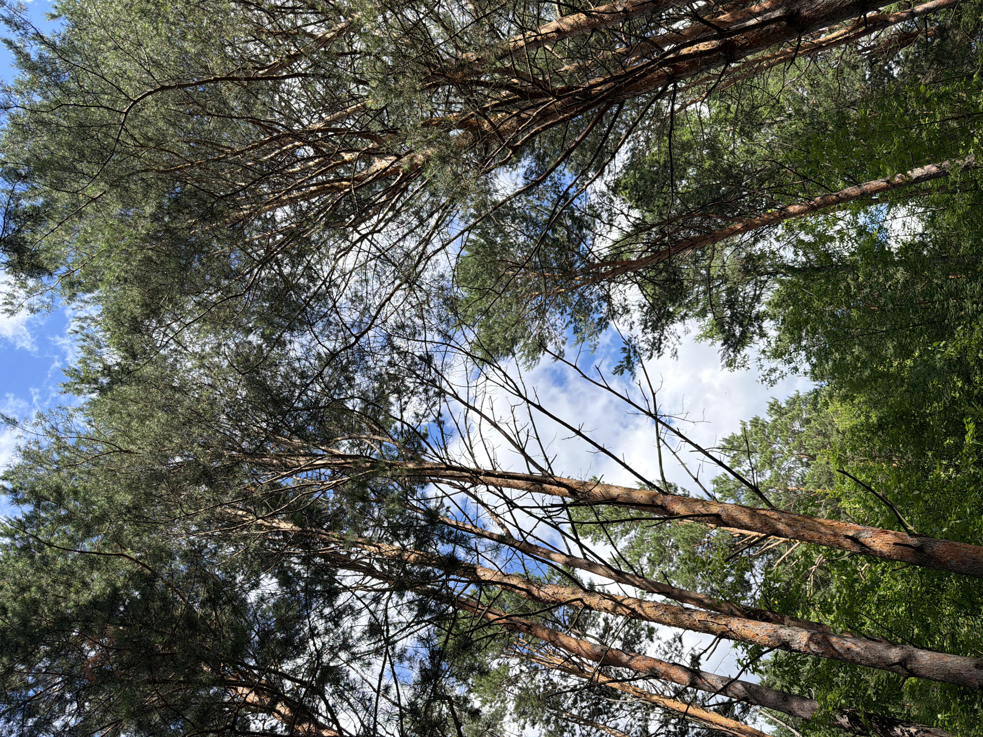 The image depicts a view looking upwards through a dense forest canopy towards a bright blue sky with scattered white clouds. Tall pine trees with reddish-brown bark and green needles dominate the scene, their branches reaching out and interlacing. The forest floor is obscured by the thick greenery of the undergrowth. The lighting suggests it is daytime, with sunlight filtering through the leaves and casting dappled shadows. This scene could be located in a forested park or natural area within Kazan, Russia, such as the Gorky Park or the forests surrounding the city. There are no people, animals, or man-made structures visible in the image.