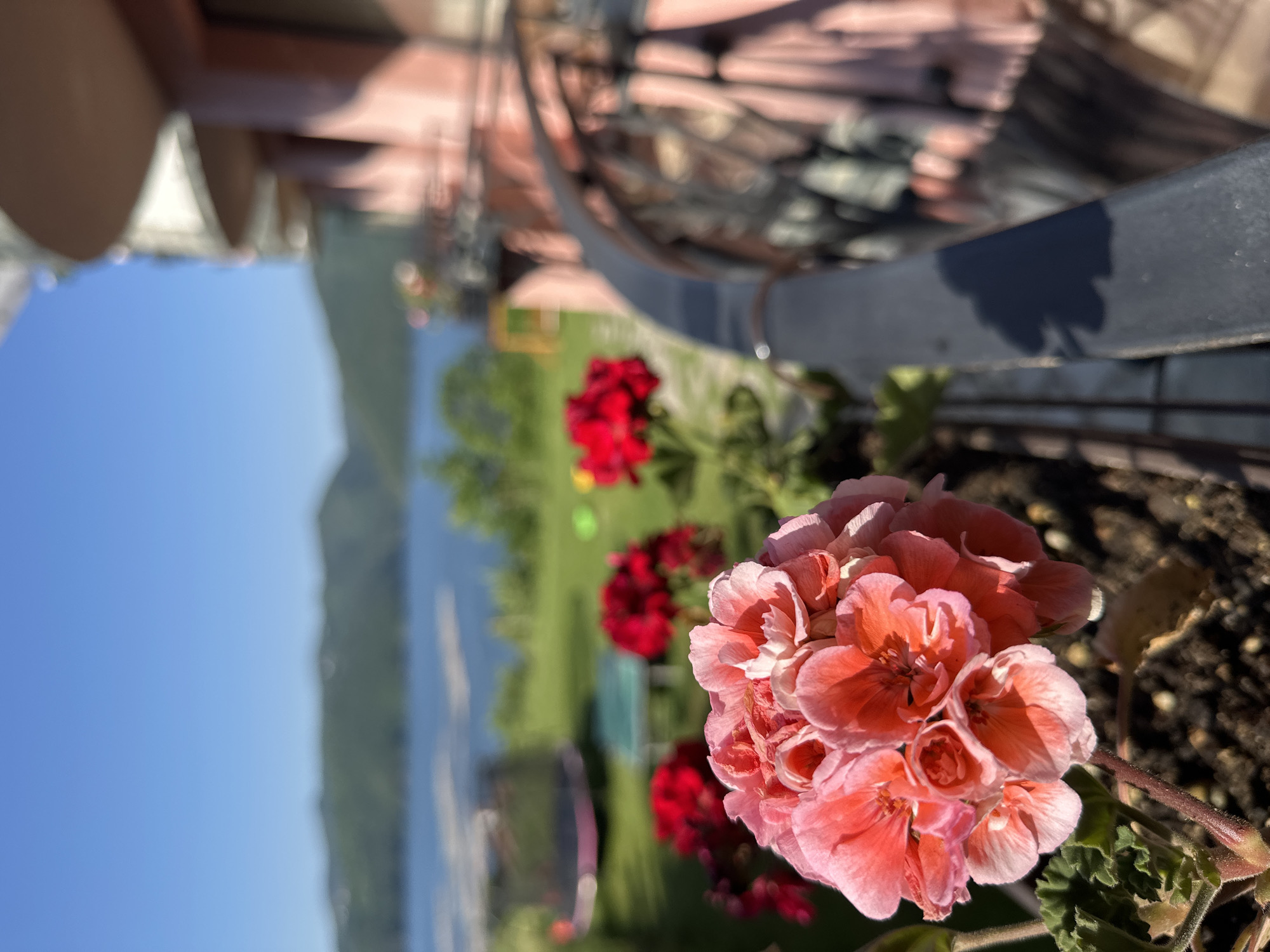 The image captures a close-up of a cluster of pink geraniums in the foreground, with their petals appearing delicate and vibrantly colored. Behind the flowers, a blurred scene unfolds, revealing a body of water, possibly a lake, with rolling, tree-covered hills in the distance under a clear blue sky. To the right of the frame, the edge of a building with a curved balcony and pink exterior is visible, also out of focus. The background includes elements of a yard, with a trampoline and what appears to be a children's play area, suggesting a residential setting. The overall impression is one of a peaceful, sunlit day in a scenic location. The image is taken from an elevated position, likely a balcony or terrace, overlooking the landscape. There are no people visible in the image.