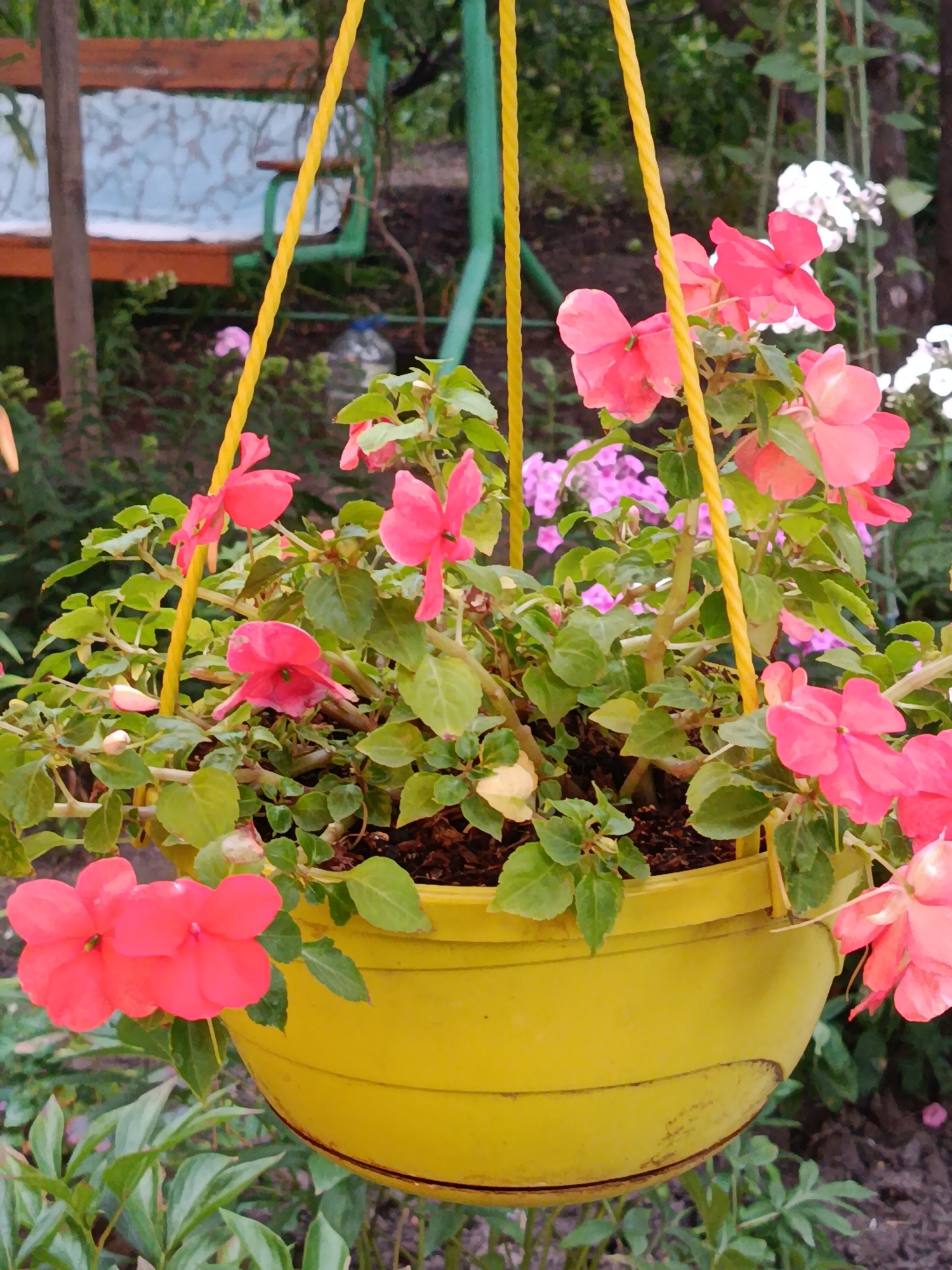 The image shows a close-up view of a hanging yellow pot filled with pink impatiens flowers. The pot is suspended by two yellow ropes. The flowers are vibrant pink with five petals each, and their green leaves are lush and full. In the background, out of focus, are other plants and foliage, suggesting an outdoor garden setting. The indistinct shapes in the further background could be garden furniture or other elements of a park or yard. There is no indication of the specific location within Saratov, Russia. The scene is static and depicts a decorative arrangement of plants.