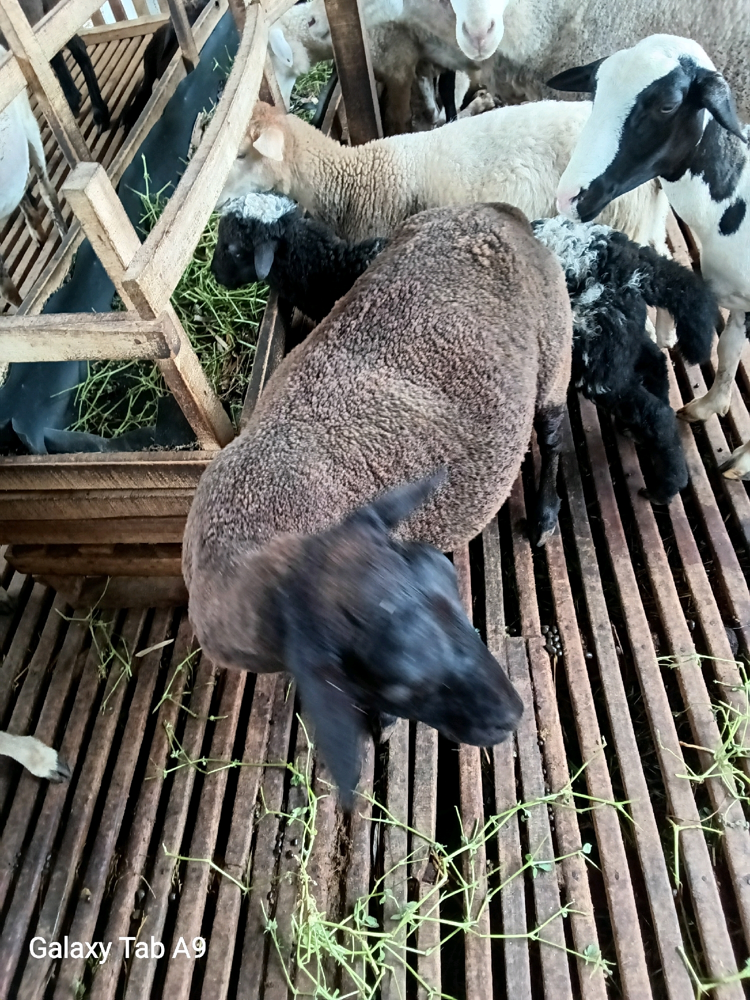 A group of sheep are gathered in a wooden pen, possibly on a farm or market in Trenggalek, Indonesia. The sheep are of various colors, including brown, white, and black. Some are eating grass from a feeder. The pen has a slatted wooden floor, and there are some scattered droppings on the floor. The image appears to have been taken from a high angle, looking down into the pen. A watermark at the bottom of the image reads "Galaxy Tab A9".
