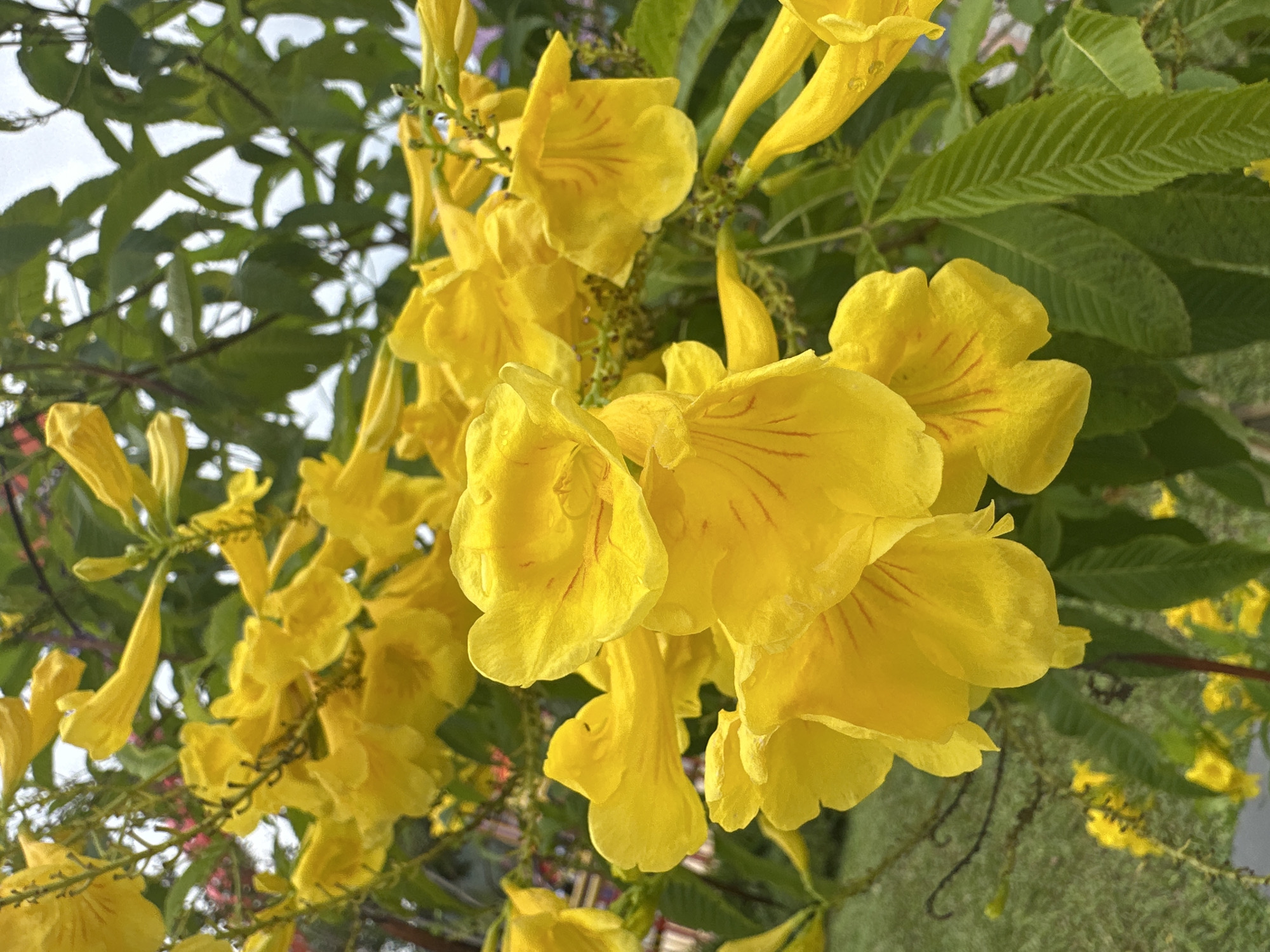 The image shows a close-up view of yellow flowers with green leaves, likely in a garden or park setting. The flowers are trumpet-shaped with reddish-brown lines. The background includes blurred greenery and glimpses of the sky. The photo seems to have been taken at an upward angle. The location specified is Nha Trang Ward, Vietnam. No people, actions, or interactions are visible in the image.