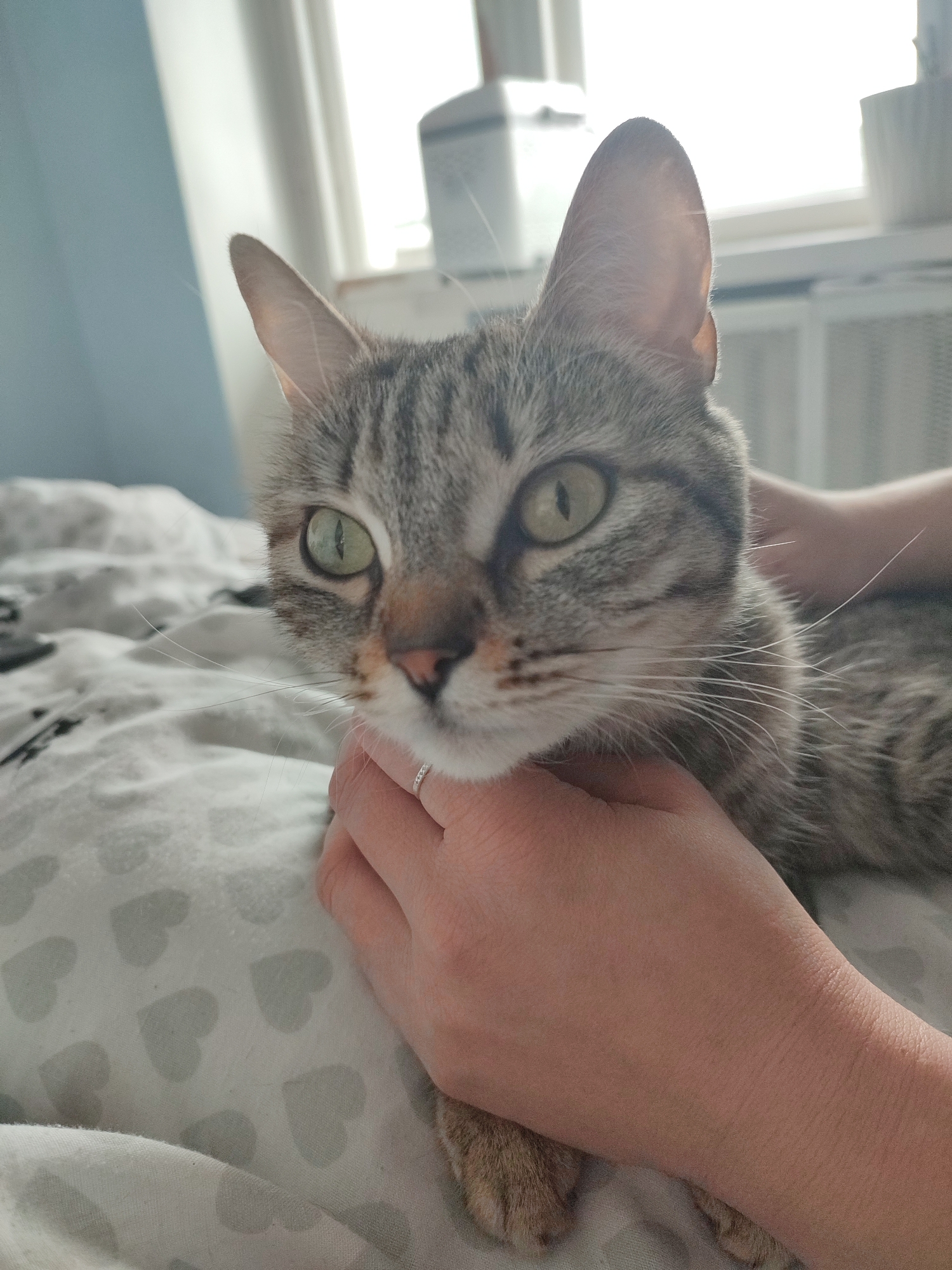 A close-up, eye-level shot captures a tabby cat with striking green eyes and a light brown nose, looking directly at the viewer. The cat's fur is a mix of gray and brown stripes, and its prominent white whiskers fan out from its muzzle. Its ears are perked upwards, catching ambient light from behind. A person's hands are gently holding the cat's head and body, with a silver ring adorned with small stones visible on one finger. The cat is positioned on a bed covered with a white comforter featuring a repeated light gray heart pattern.
In the background, a bright, diffused light source, likely a window, illuminates the scene, suggesting it is daytime. A pale blue wall is visible to the left, and a white object, possibly a radiator or air conditioning unit, can be seen in the distant background to the right. The overall impression is one of a calm and affectionate interaction between a pet and its owner in an indoor setting, likely a bedroom. There is no visible text.