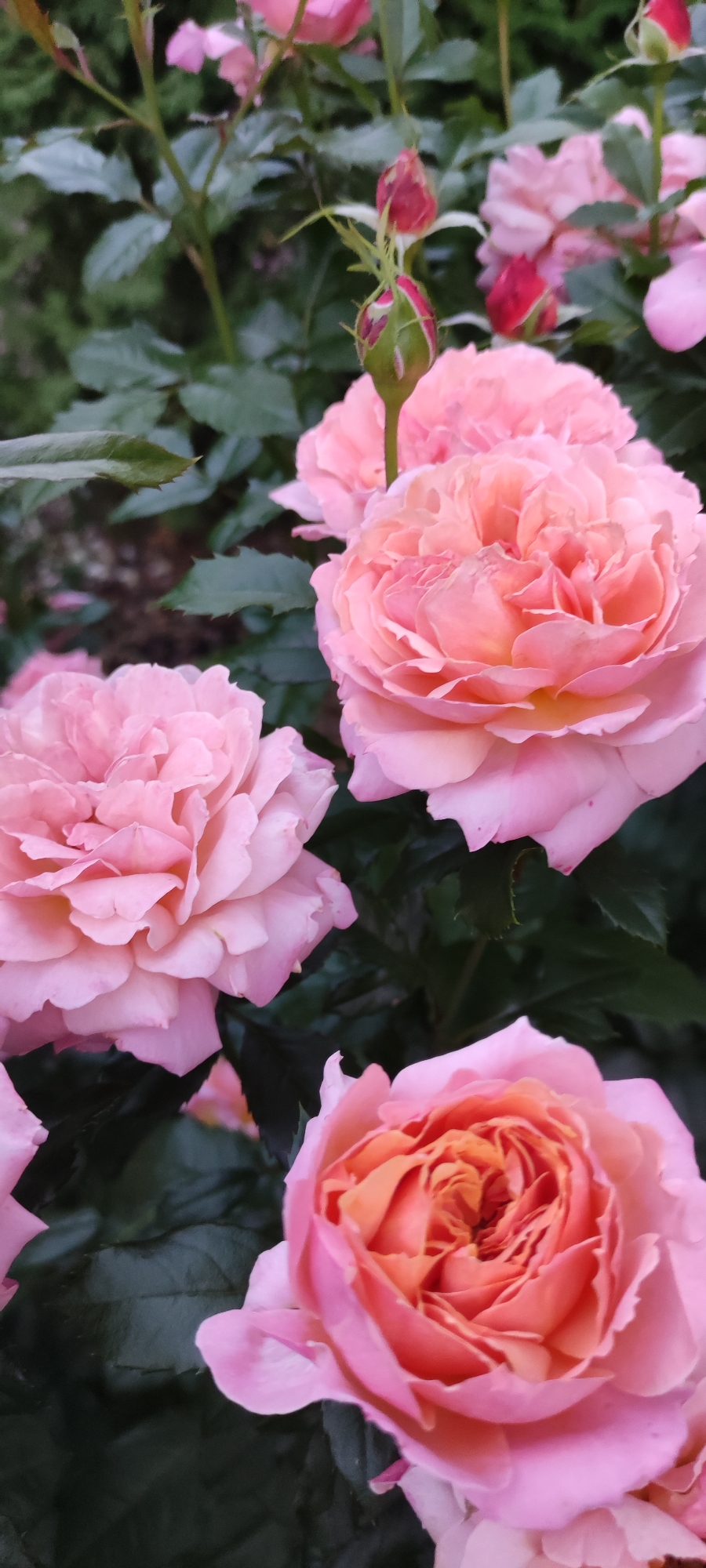 A close-up, eye-level, vertical shot captures a cluster of pink and orange roses blooming amidst dark green foliage. The roses, with their densely packed petals, exhibit a gradient of color, transitioning from pale pink at the outer edges to a deeper peachy-orange hue at their centers. Several rosebuds, tightly closed and tinged with red, are visible among the open blooms. The background is dominated by the dark, out-of-focus green leaves and stems of the rose bushes, creating a soft, verdant backdrop that accentuates the vibrant colors of the flowers. The lighting suggests an overcast day or the shade of a garden. The scene is consistent with a rose garden in Rosinka, Russia, given the prevalent flora and the implied climate for rose cultivation. No people or animals are present in the image.