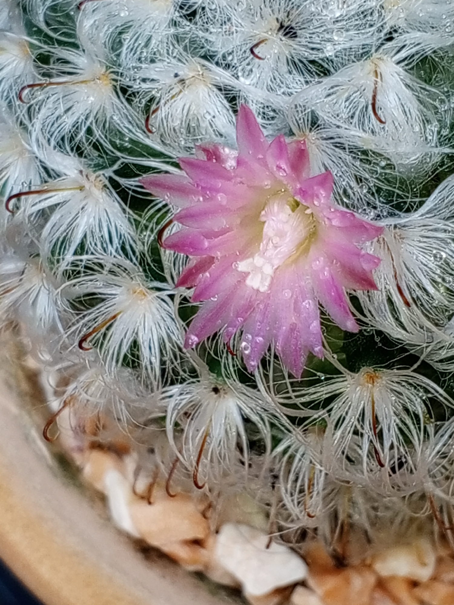 A close-up photograph shows a flowering cactus. The cactus body is covered in fine, white, hair-like spines with brown tips. A pink flower with dew or water droplets is prominently displayed in the center. The cactus is planted in a pot containing tan-colored materials. The location (Bangkok, Thailand) is not discernible from the image.