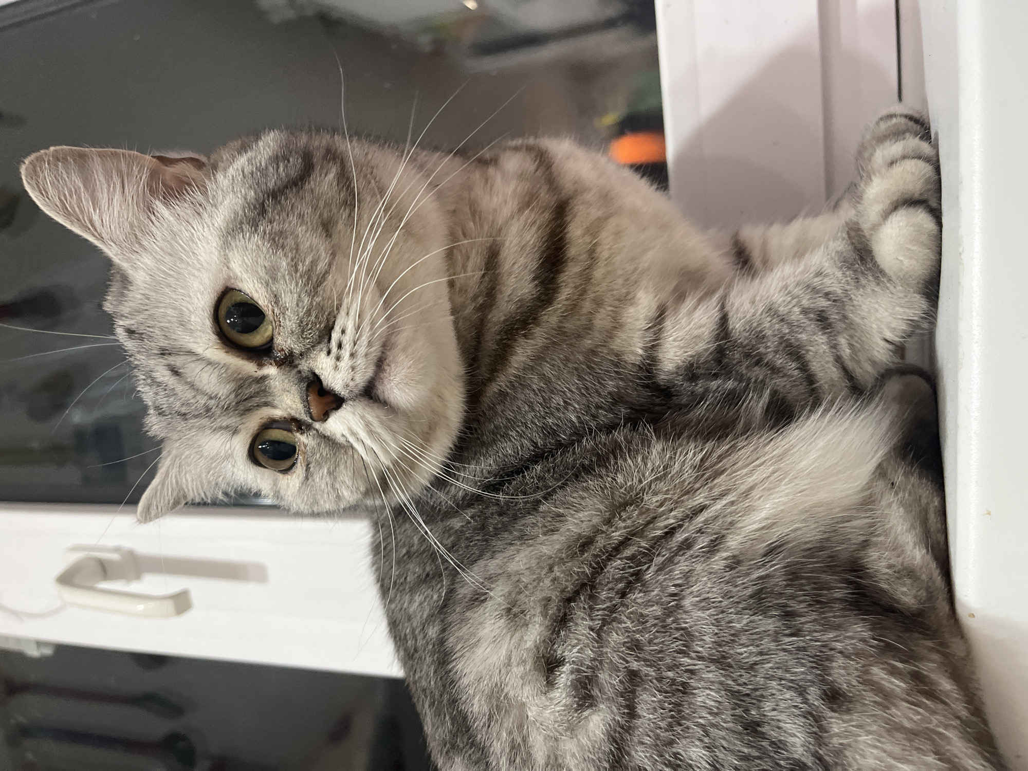 A close-up, slightly angled shot depicts a gray tabby cat with green eyes resting against a white surface. The cat's head is tilted to the left, and its whiskers are visible. Part of a window frame and handle are in the background, suggesting an indoor setting. The location is not discernible from the image.