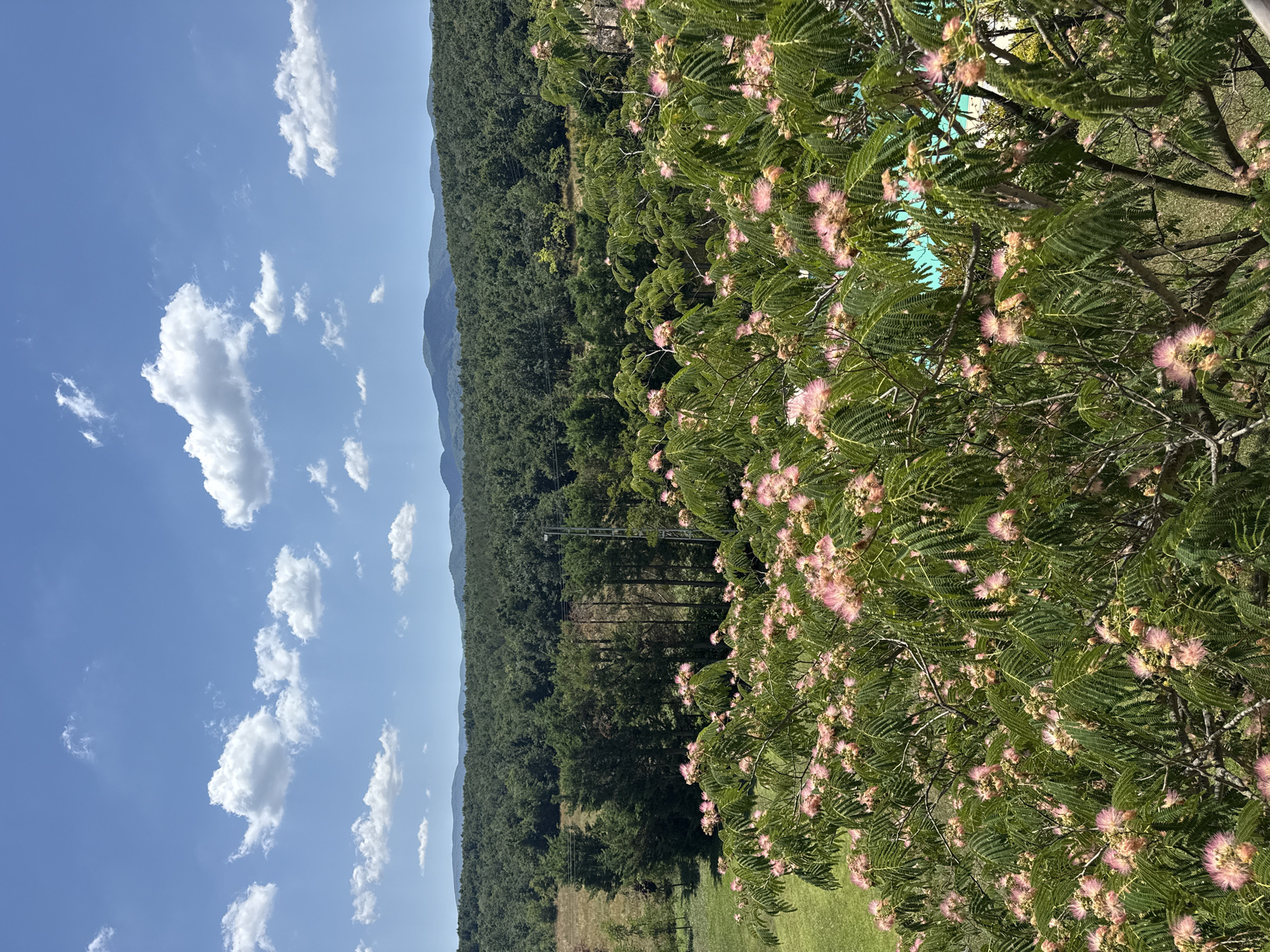 The image depicts a sunny outdoor scene with a vibrant display of nature. In the foreground, a tree with delicate pink flowers and lush green, fern-like leaves dominates the view. The blossoms are fluffy and numerous, creating a soft, colorful texture. Behind the flowering tree, a dense, dark green forest stretches across rolling hills, forming a backdrop of natural beauty. The sky above is a clear, bright blue, punctuated by fluffy white clouds, suggesting a pleasant day. In the distance, layers of mountains fade into the horizon, their outlines softened by the atmospheric perspective. To the right, a glimpse of a bright blue swimming pool is visible through the foliage, hinting at a recreational area. The scene is devoid of people or any specific architectural structures that would pinpoint a precise location within the city of Termal, Turkey, beyond the general impression of a natural, possibly resort-like environment.