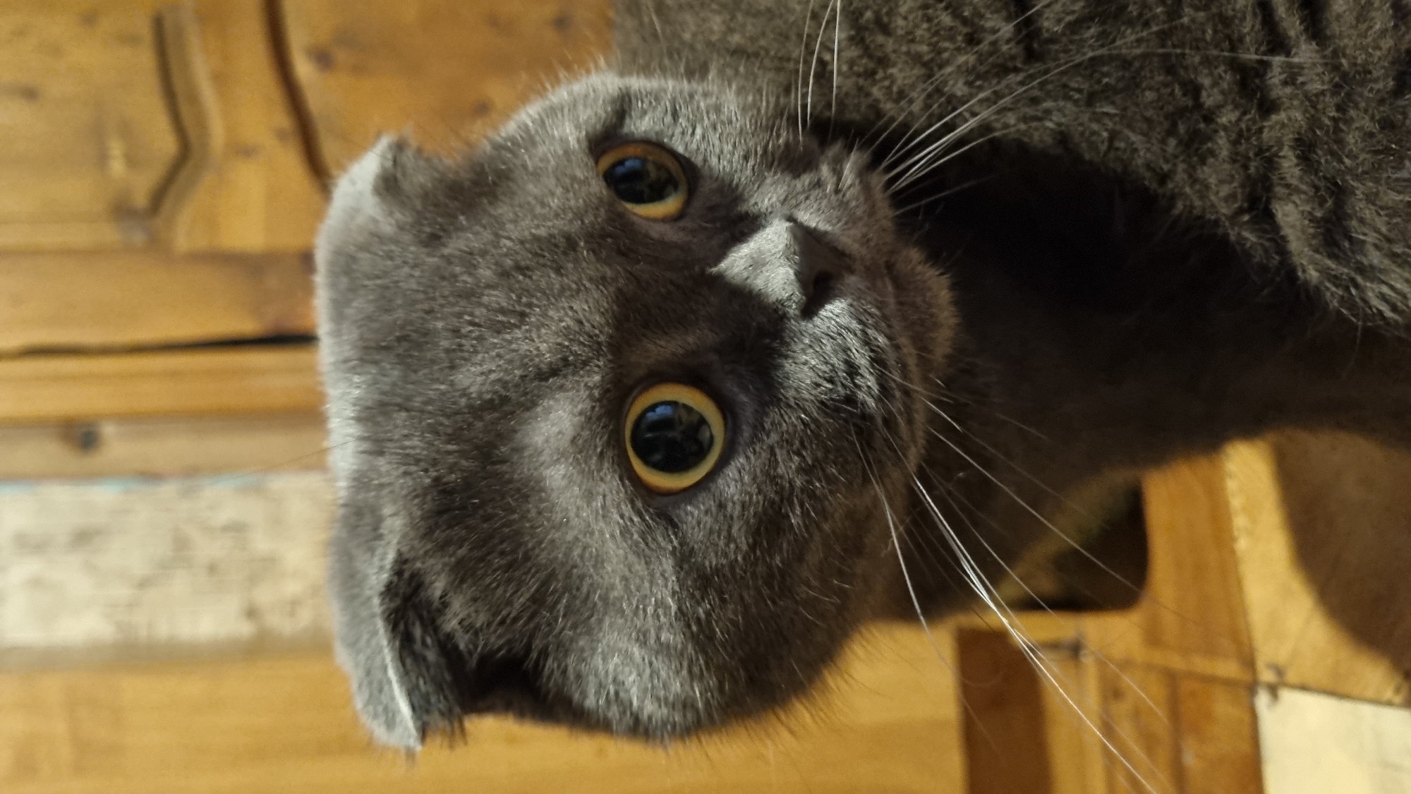 A close-up, head-on shot of a gray Scottish Fold cat is captured. The cat's ears are folded forward, giving it a distinct appearance. Its large, round eyes are golden-yellow with dark pupils, reflecting the surrounding light. The cat's fur is a solid gray color. In the background, a wooden surface is visible, appearing to be a wall or door with carved details, and a tiled floor. The overall lighting suggests an indoor environment. The image was taken in Vysokoe, Russia.
