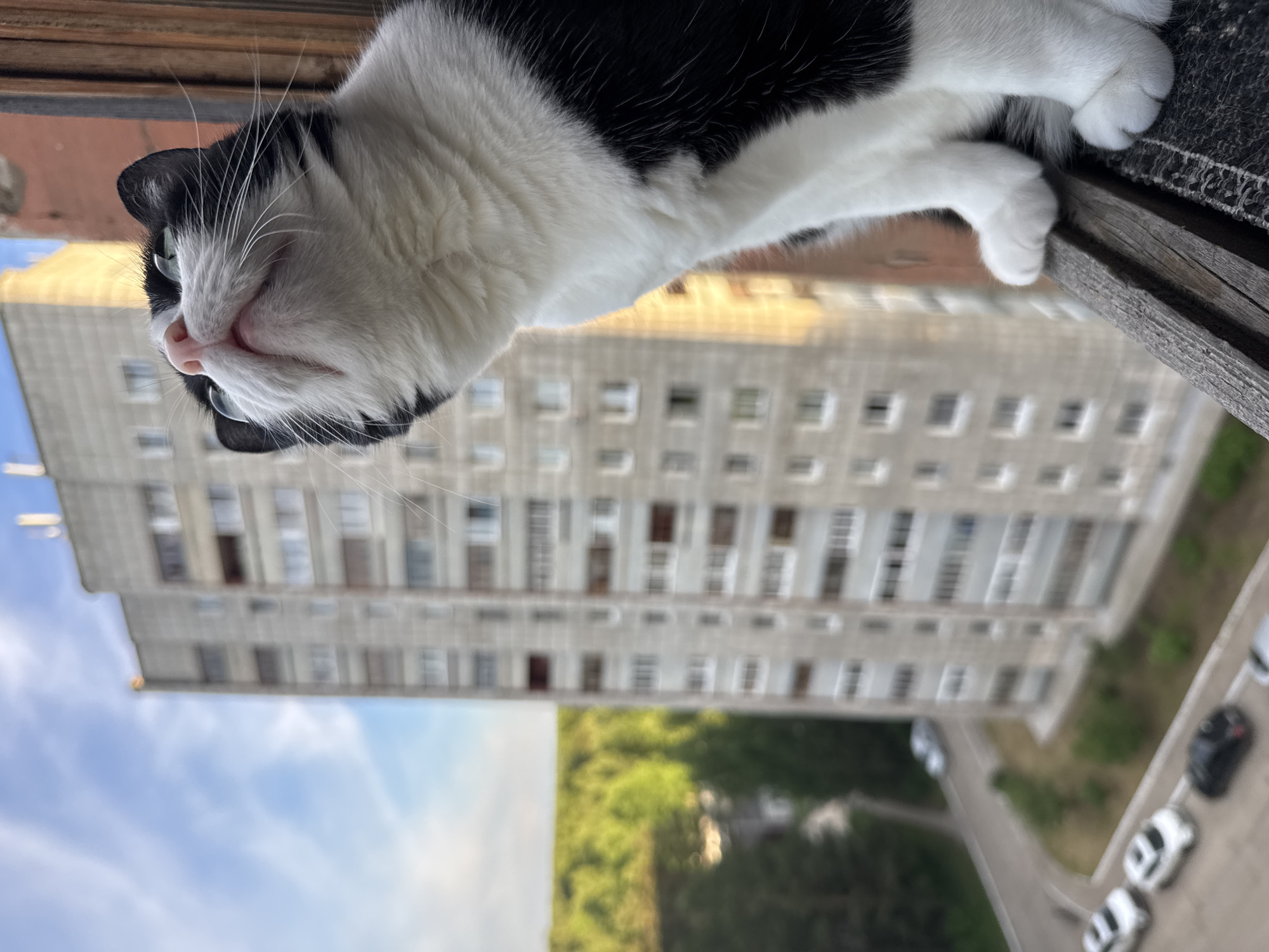 A black and white tuxedo cat is the primary subject, resting on a weathered wooden window ledge or balcony rail, viewed from an upward angle. The cat's head, featuring a white muzzle, pink nose, and striking green eyes, dominates the foreground, with its long white whiskers fanning out. Its black and white fur is clearly detailed, and its front paws are extended onto the wooden surface.
The background is heavily blurred, suggesting a significant distance from the vantage point. In the midground, a large, multi-story apartment building, typical of Soviet-era architecture with a light gray concrete facade and numerous rectangular windows, is visible. Below the building, an expanse of green trees and foliage indicates a park or natural area within the urban setting. Further down and to the right, a paved road or parking area is discernable, featuring several parked cars, both light and dark in color. The upper portion of the background displays a clear blue sky with a few wispy white clouds.
The image captures a serene daytime scene under clear weather conditions. The architectural style and urban landscape cues are consistent with an environment found in Chaikovsky, Russia. The cat appears calm and contemplative from its elevated position. No text is visible in the image.