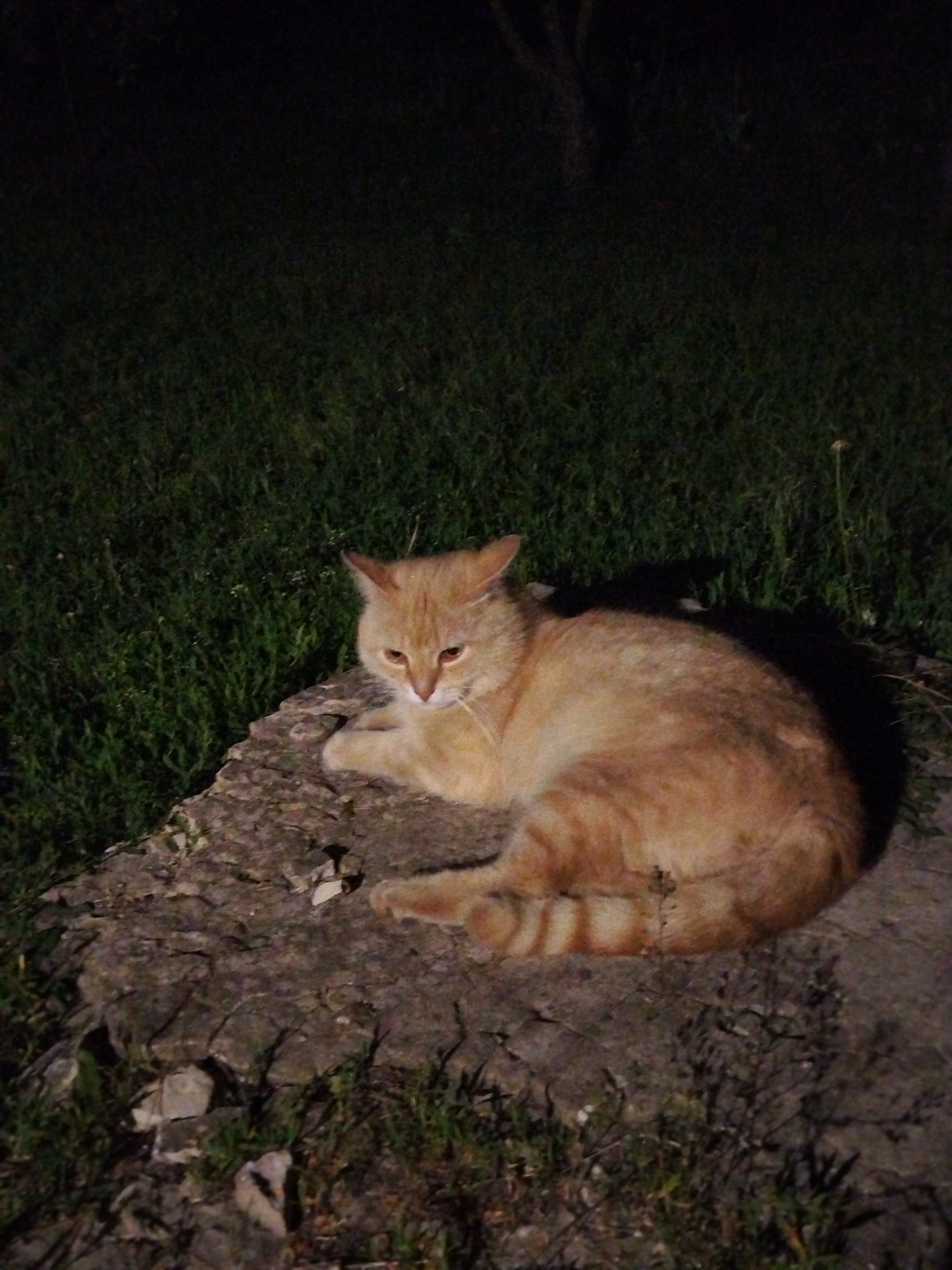 An orange tabby cat is captured resting outdoors at night. The cat, with warm orange fur and distinct tabby stripes visible on its body and tail, is lying on a large, flat, greyish-brown rock or stone slab. Its eyes appear to be a light amber or green, and its expression is calm and watchful, with its ears slightly perked.
The setting is a dimly lit exterior environment, possibly a garden or yard, characterized by dark green grass surrounding the rock. The background is enveloped in deep shadow, indicating that the photograph was taken at night, with only faint, indiscernible outlines of what might be distant trees. The cat itself is clearly illuminated, likely by an artificial light source such as a camera flash, which also casts a subtle shadow behind it. The immediate foreground around the rock features more sparse ground cover and small plants. There is no visible text in the image.