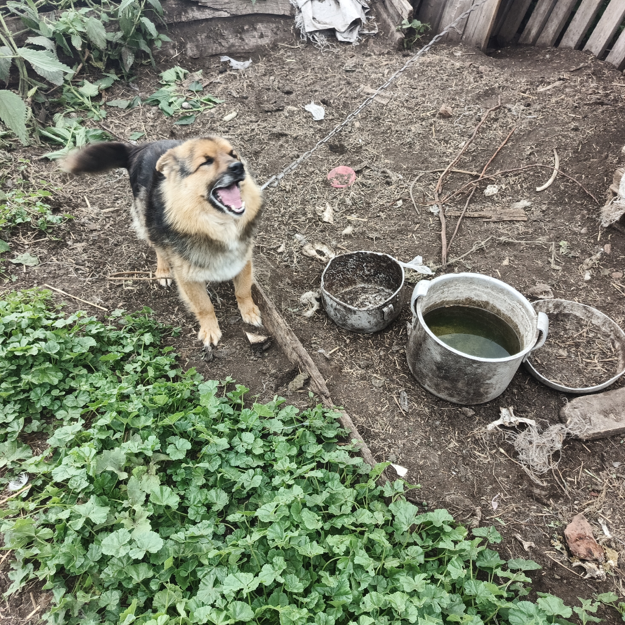 A medium-sized dog with brown and black fur is standing in a dirt yard, barking with its mouth open. The dog is tethered by a metal chain. In the background, there is a wooden fence and some green plants. To the right of the dog, there are two metal pots, one containing green liquid. The ground is covered with dirt, dry leaves, and some scattered debris. The scene appears to be outdoors, possibly in a rural setting in Podlubovo, Russia. The dog's posture and open mouth suggest it is actively vocalizing, perhaps out of excitement, warning, or distress. The lighting indicates it is daytime, and the overall environment appears somewhat neglected.