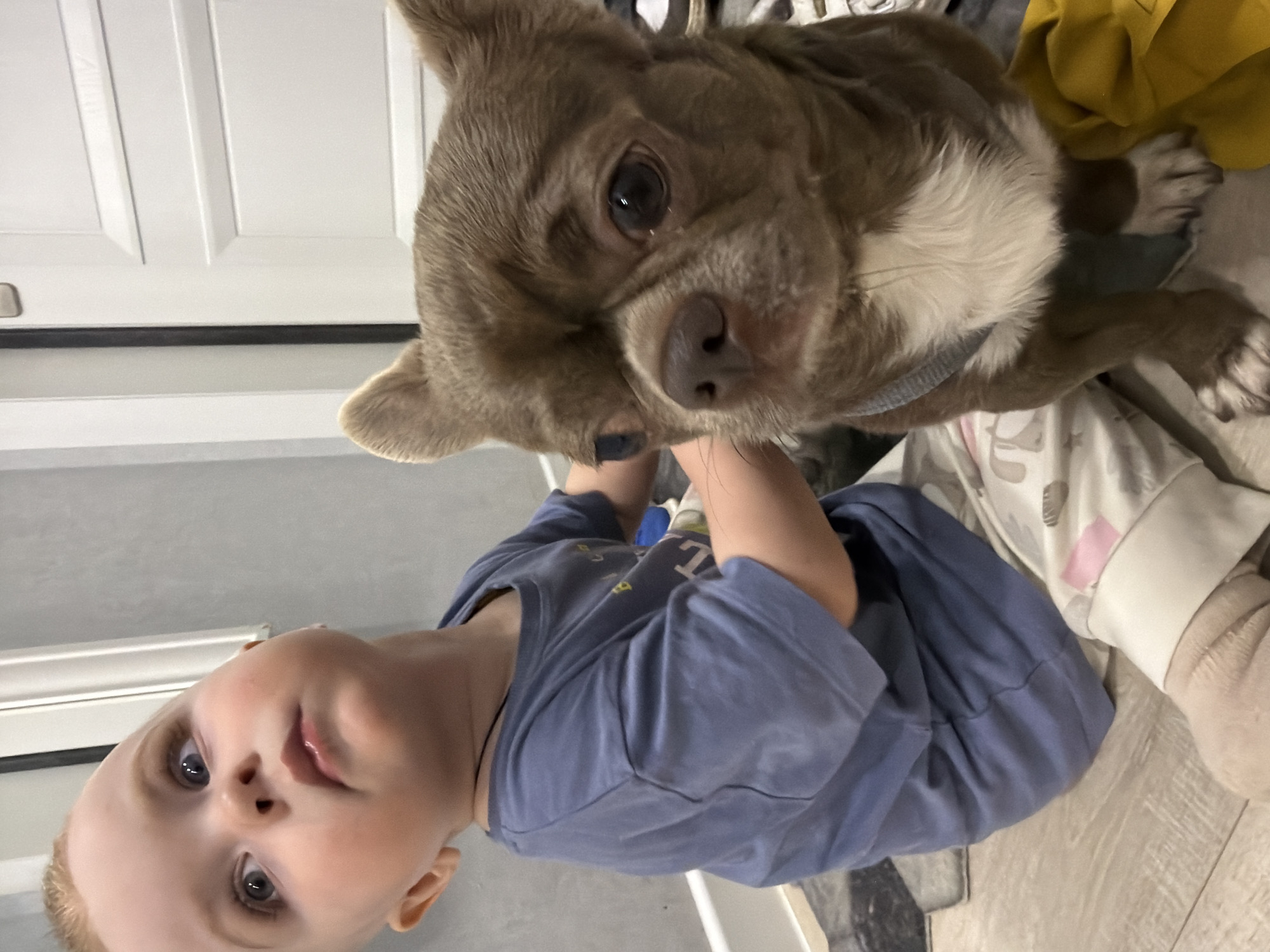 A young child is holding a small brown and white dog. The child is wearing a blue shirt. The dog is looking at the camera. The background includes a white door and some clothing. It is impossible to determine the location within Votkinsk, Russia, from the image.