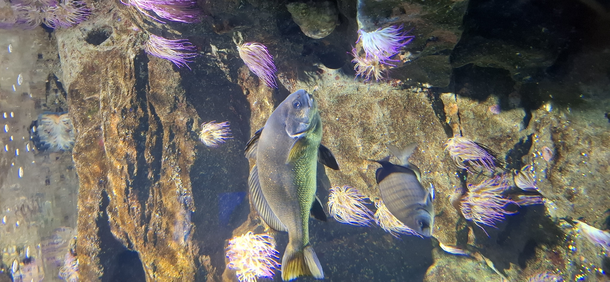 An underwater scene features two fish swimming amongst colorful anemones and rocky structures. The larger fish, a dark grey with subtle green and yellow hues, swims horizontally in the middle of the frame, its head facing right. Below it, a smaller fish with dark grey and silver stripes swims in the same direction. The background consists of textured brown and grey rocks, interspersed with vibrant purple and yellow anemones. Bubbles are visible near the surface of the water in the upper part of the image.