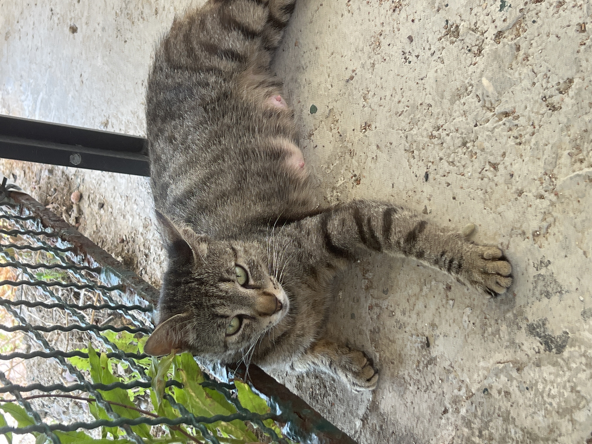 A domestic short-haired cat is lying on a concrete surface. The cat is predominantly gray with dark tabby stripes. It is positioned on its back with its paws splayed out. Its belly is visible, showing pink nipples. The cat's head is turned towards the viewer, with green eyes looking directly ahead. Its whiskers are prominent and white.
The cat is lying next to a green metal mesh fence, through which some greenery is visible. A dark metal bar runs horizontally across the upper left portion of the image, partially obscuring the cat's body. The concrete surface is rough and speckled with small stones and debris. The lighting suggests it is daytime, with the sun casting a shadow. The overall impression is of a relaxed cat in an outdoor, possibly urban or semi-rural, environment. The location context provided is Sveti Stefan, Montenegro, which aligns with the outdoor setting. There is no visible text in the image.
