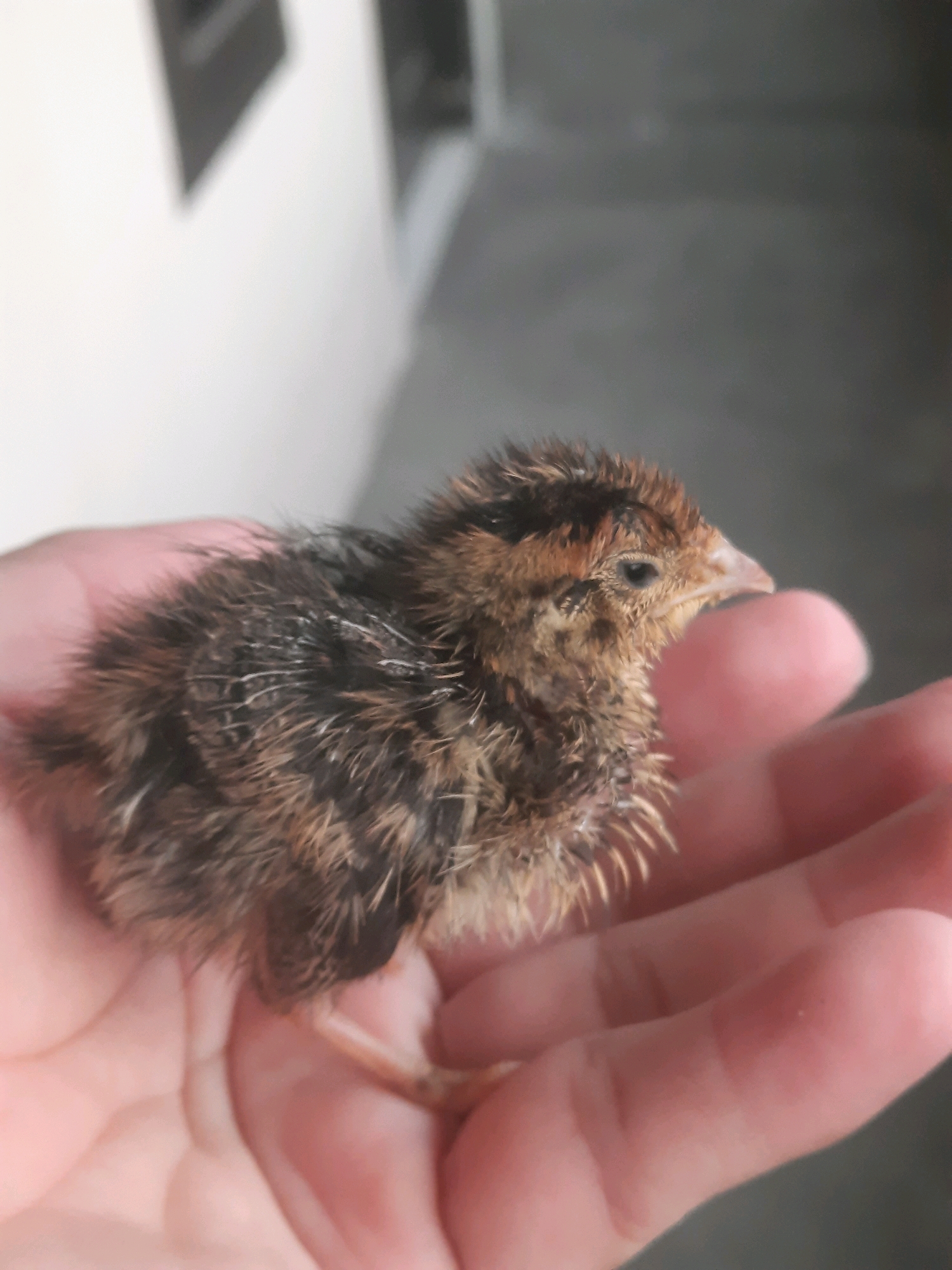 A close-up, side-profile shot shows a fluffy, brown and black speckled baby quail resting in the palm of a person's hand. The quail's head is turned to the right, with its beak slightly open. The background is blurred and out of focus, with areas of white and dark gray, suggesting an indoor or shaded outdoor environment. There are no discernible elements of the city of North Jakarta, Indonesia, in the image.