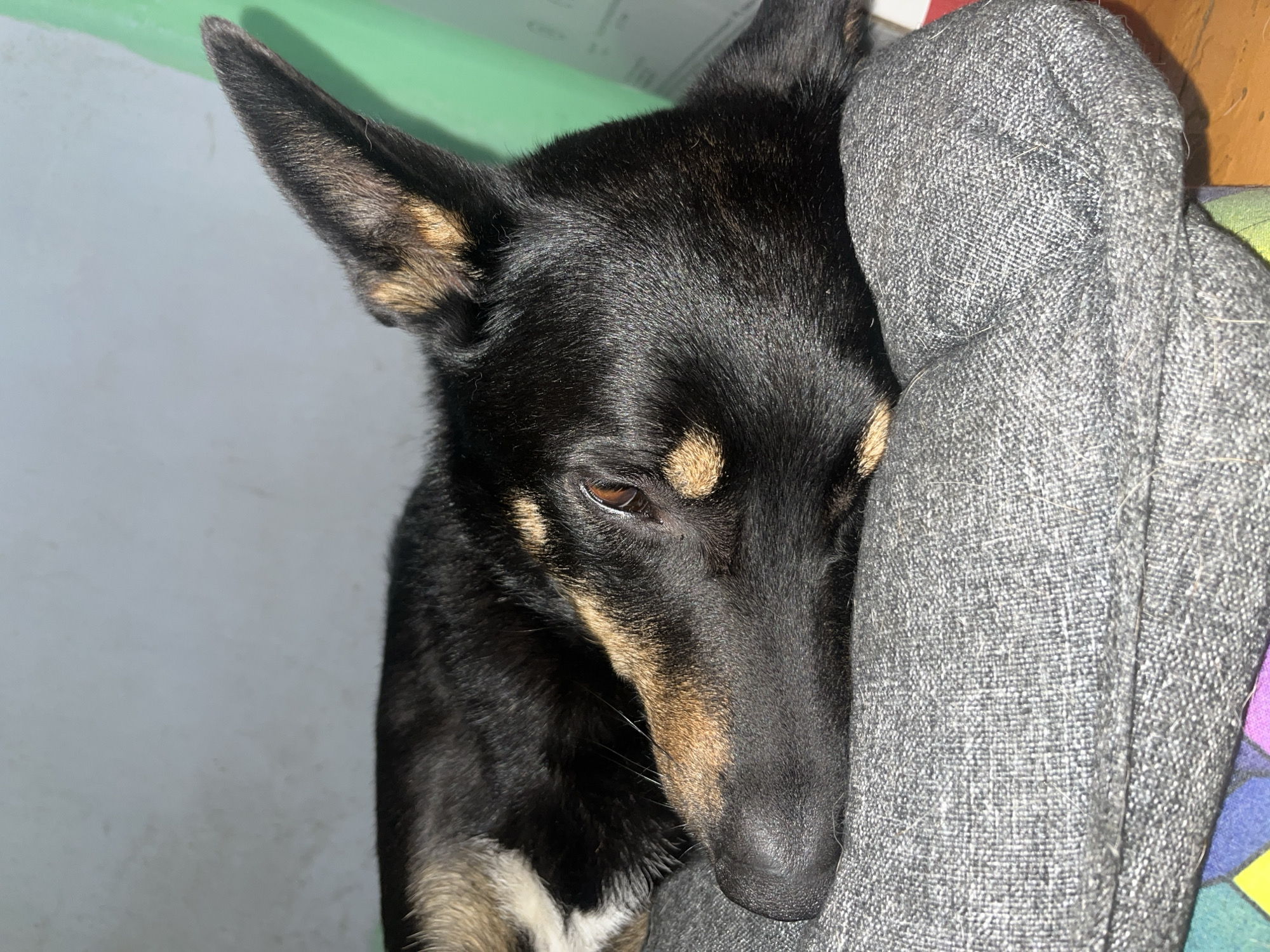 A black and tan dog is resting on a gray dog bed. The dog is lying on its side, with its head resting on the bed. Its eyes are partially closed, and its ears are perked up. The dog bed is placed on a colorful mat. The background appears to be a wall. The scene is indoors. There is no information to determine the location in the city of Nizhny Tagil, Russia.