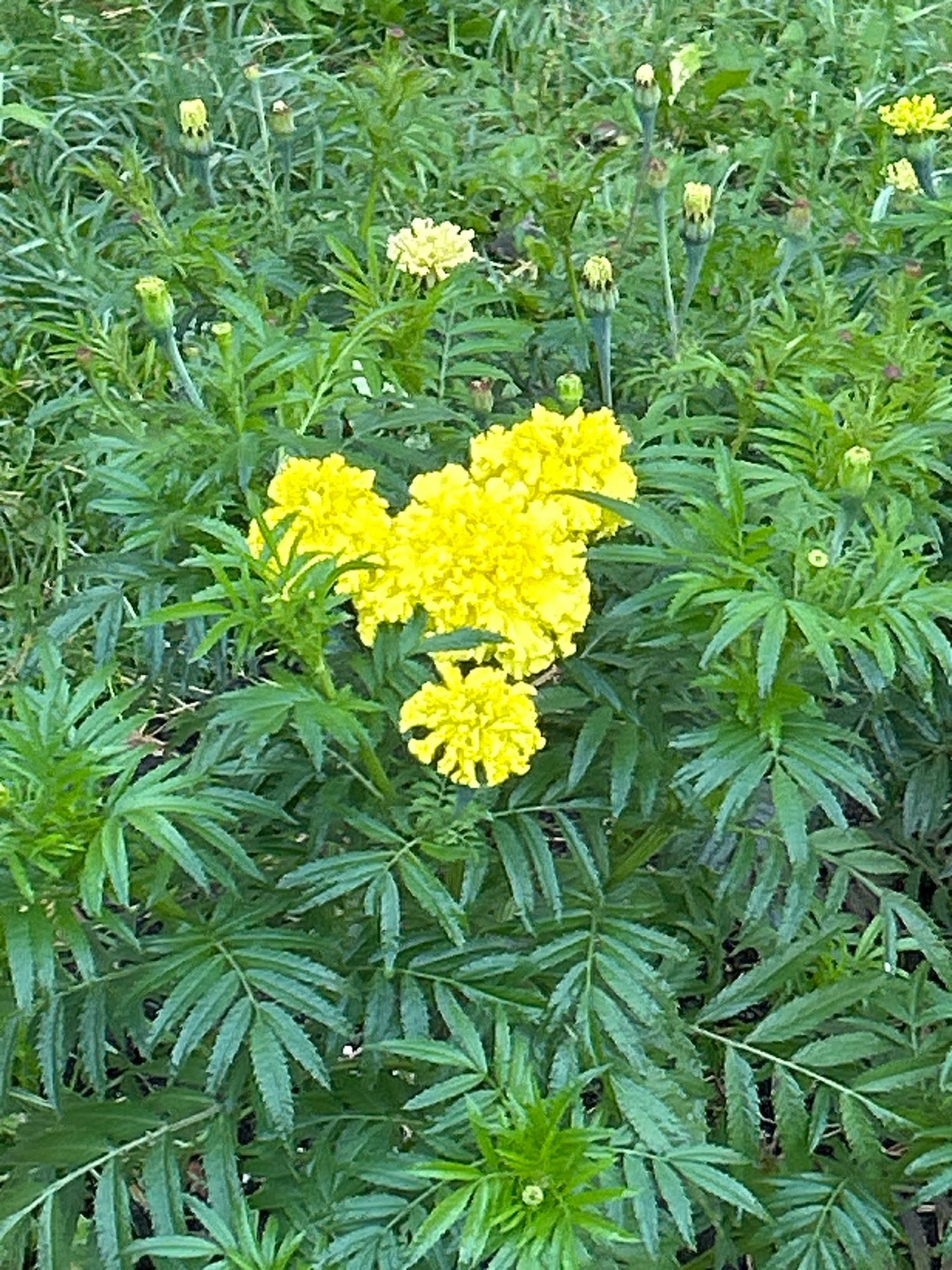 The image depicts a close-up view of a cluster of bright yellow marigold flowers amidst lush green foliage. The flowers are fully bloomed, with intricate, ruffled petals forming dense, pom-pom-like heads. Several buds are also visible, some partially open and others tightly closed, indicating ongoing growth and development. The leaves are a deep green, with a feathery, serrated texture, characteristic of marigold plants. The overall impression is one of vibrant natural beauty, likely found in a garden or park setting. There is no indication of human presence or activity in this image, nor any specific landmarks that would suggest a particular location within the city of Tomsk, Russia. The scene is static and focused solely on the flora.