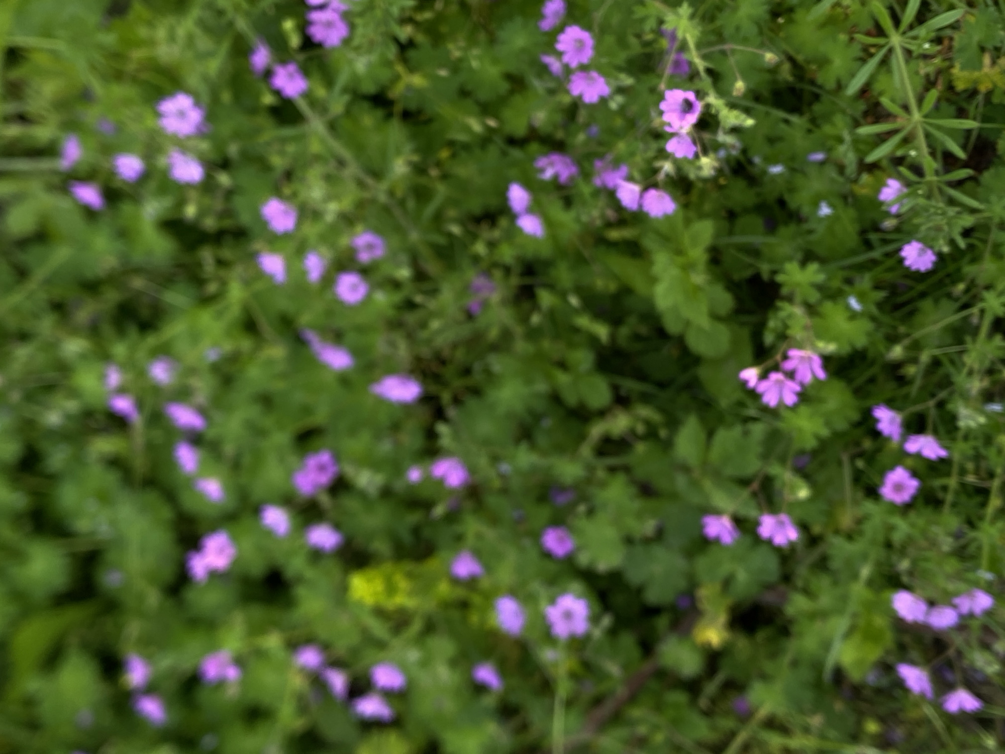 The image shows a dense patch of small, purple flowers growing among green foliage. The scene appears to be outdoors, with natural lighting. Based on the prompt, the location is Gornje Leskovice, Serbia, though there are no specific elements in the image to independently verify this. There is no visible presence of people, buildings, or other man-made structures. The focus is on the cluster of wildflowers and plants.