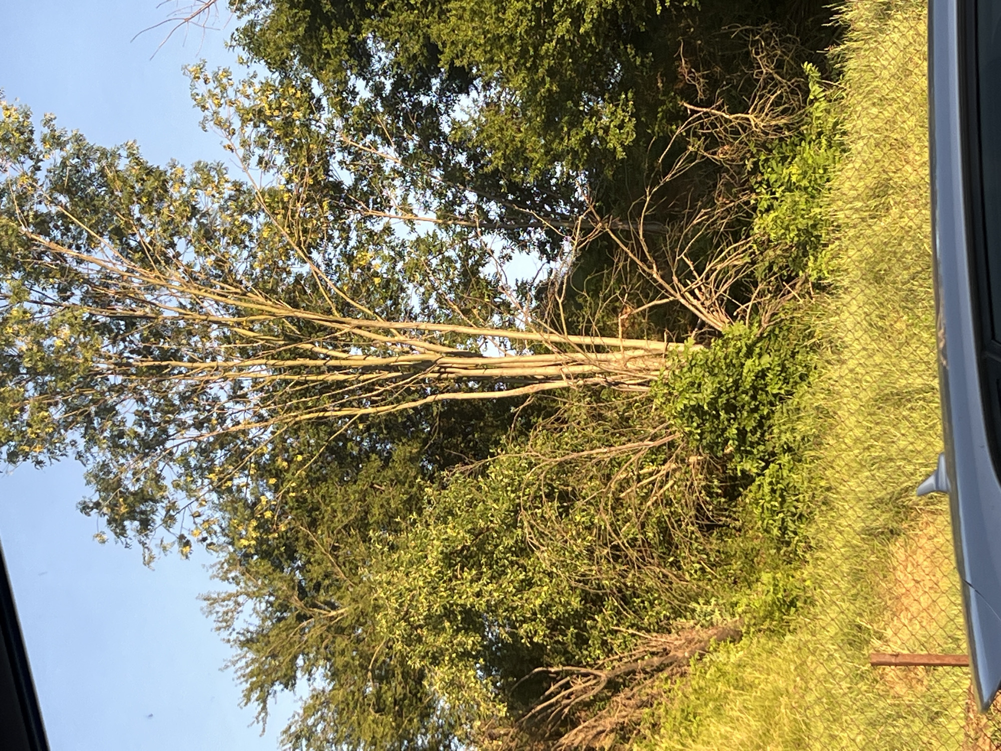 The image depicts a natural landscape with a clear sky. In the foreground, a car's hood and antenna are visible, suggesting the photo was taken from inside a vehicle. Behind the car, a wire fence runs horizontally, separating the road area from a grassy field. Beyond the field, a dense collection of trees and foliage dominates the scene. A tall, slender tree with sparse leaves stands prominently in the center, surrounded by other lush green trees and bushes. The sunlight illuminates the vegetation, casting a warm glow on the scene. The location is identified as Podgumer, Bulgaria.