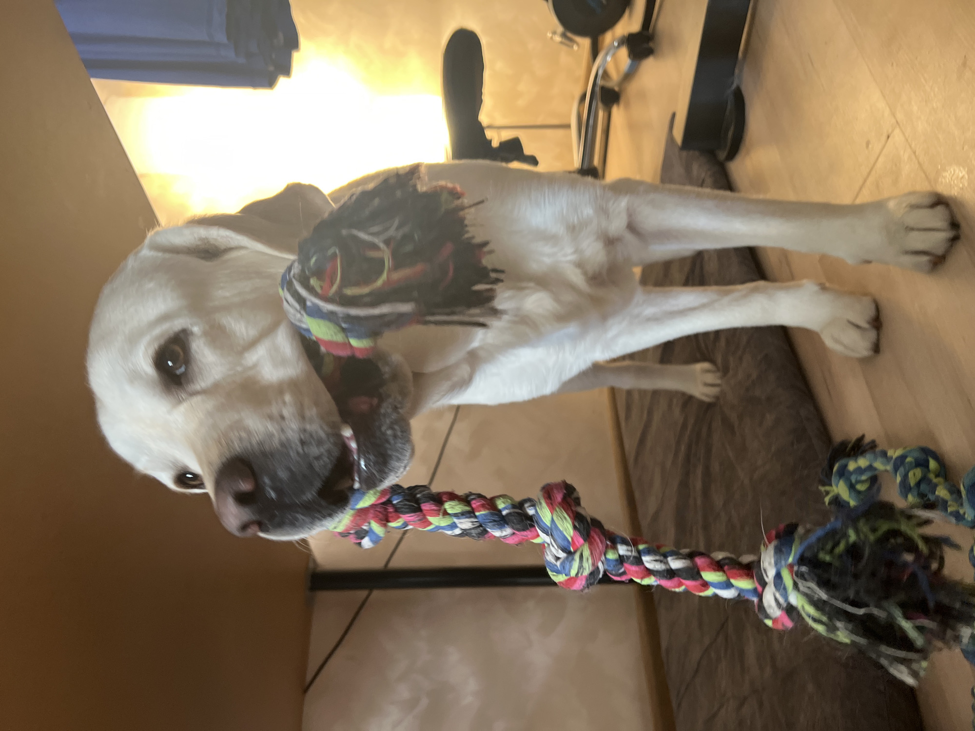 A yellow Labrador Retriever is indoors, chewing on a rope toy. The toy is knotted and multicolored. An exercise bike is in the background. A brown couch is in the lower part of the shot. The location is not indicated in the city of Mytishchi, Russia.