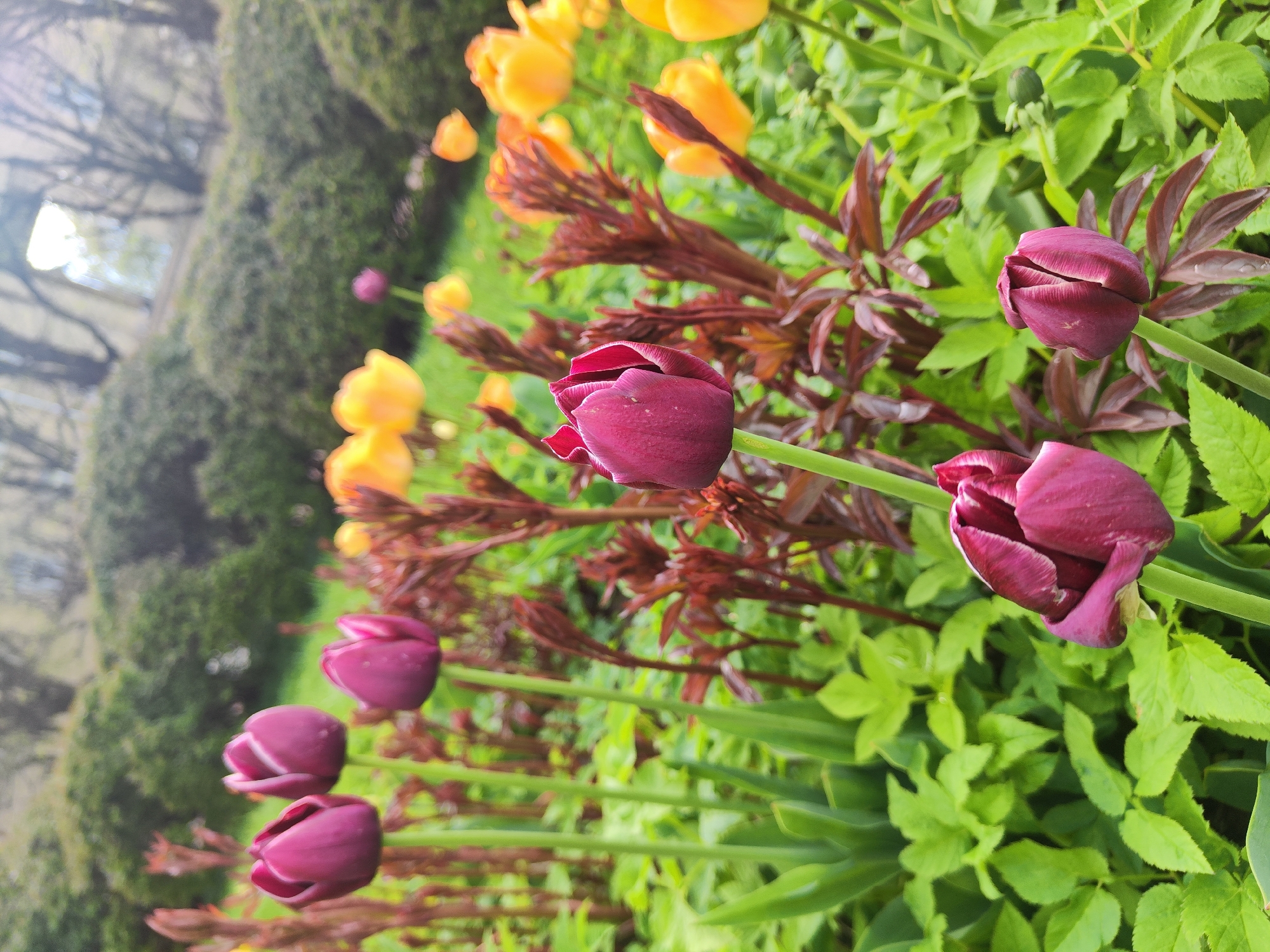 The image depicts a close-up view of a garden bed, likely in an urban setting due to the presence of a manicured hedge and a glimpse of what appears to be building and trees in the blurred background. The dominant features are clusters of maroon-colored tulip buds in various stages of opening, positioned in the foreground. Interspersed among the tulips are smaller groupings of yellow tulips further back, and between them are dark reddish-brown leafy plants. The general ground cover consists of bright green foliage. The scene appears to be bathed in daylight. The location is specified as "Unknown, Unknown", so no specific city can be identified.