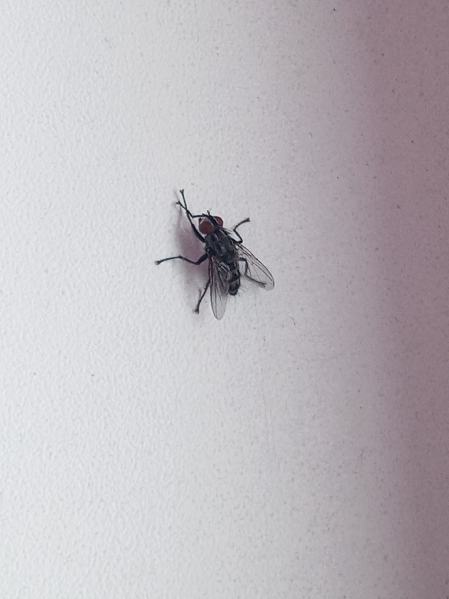 A fly is resting on a white, textured surface. The fly is dark gray or black with red eyes and transparent wings. The background has a subtle gradient, suggesting a light source above and to the left. The location in the city of Elektrostal, Russia, cannot be determined from the image.