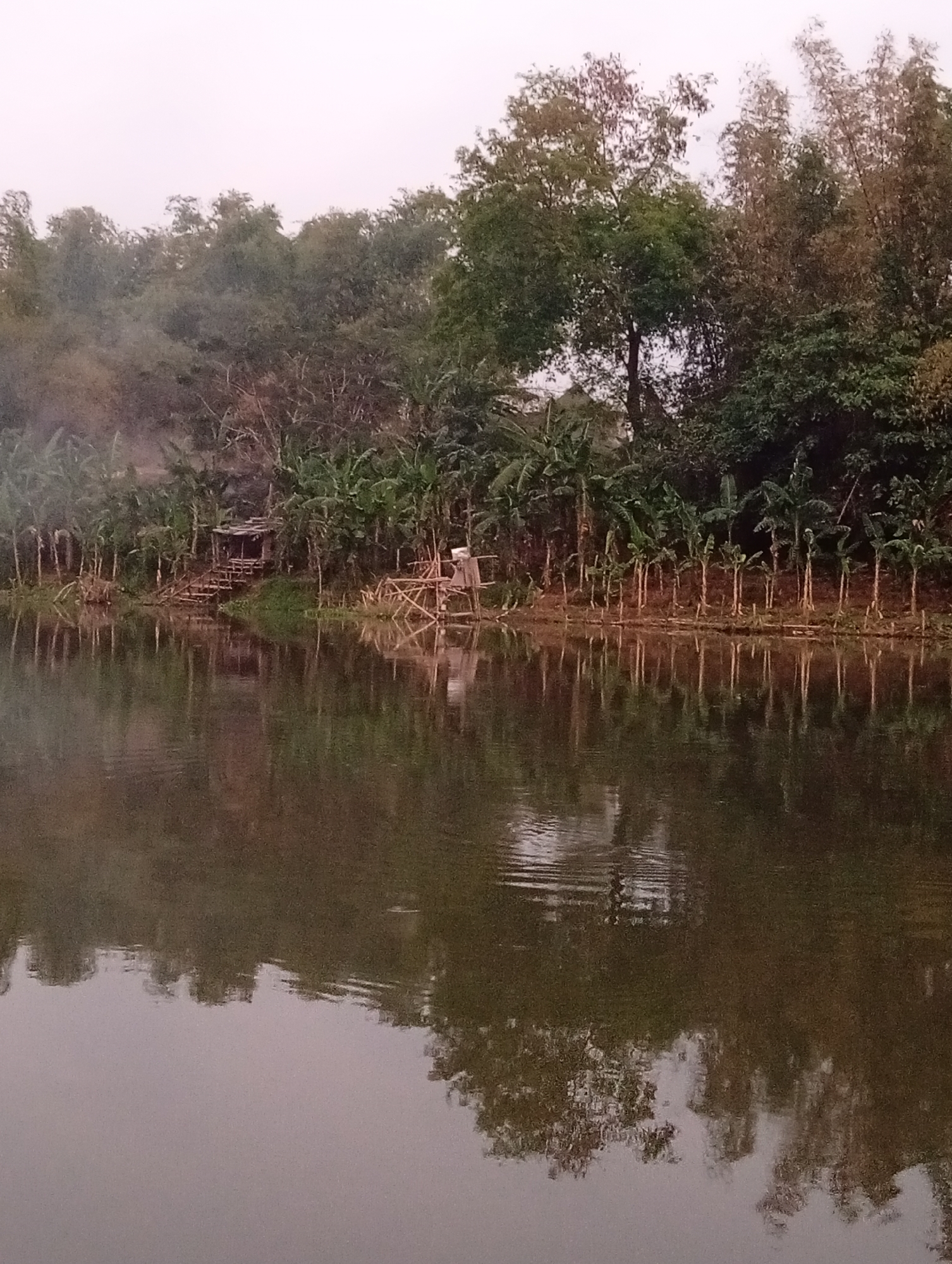 A scenic view of a calm body of water with reflections of trees and vegetation on the opposite bank. The bank is lined with banana trees and a dense growth of other trees and bamboo. A small, rustic hut with a wooden staircase leading down to the water is visible on the left side of the bank. On the right side, a wooden structure resembling a small platform or observation deck is also present. The overall impression is one of a tranquil, natural setting, possibly a lake or a wide river, in a rural or semi-rural area, potentially in the city of Kediri, Indonesia, given the local flora. The sky is overcast, creating a soft, diffused light.