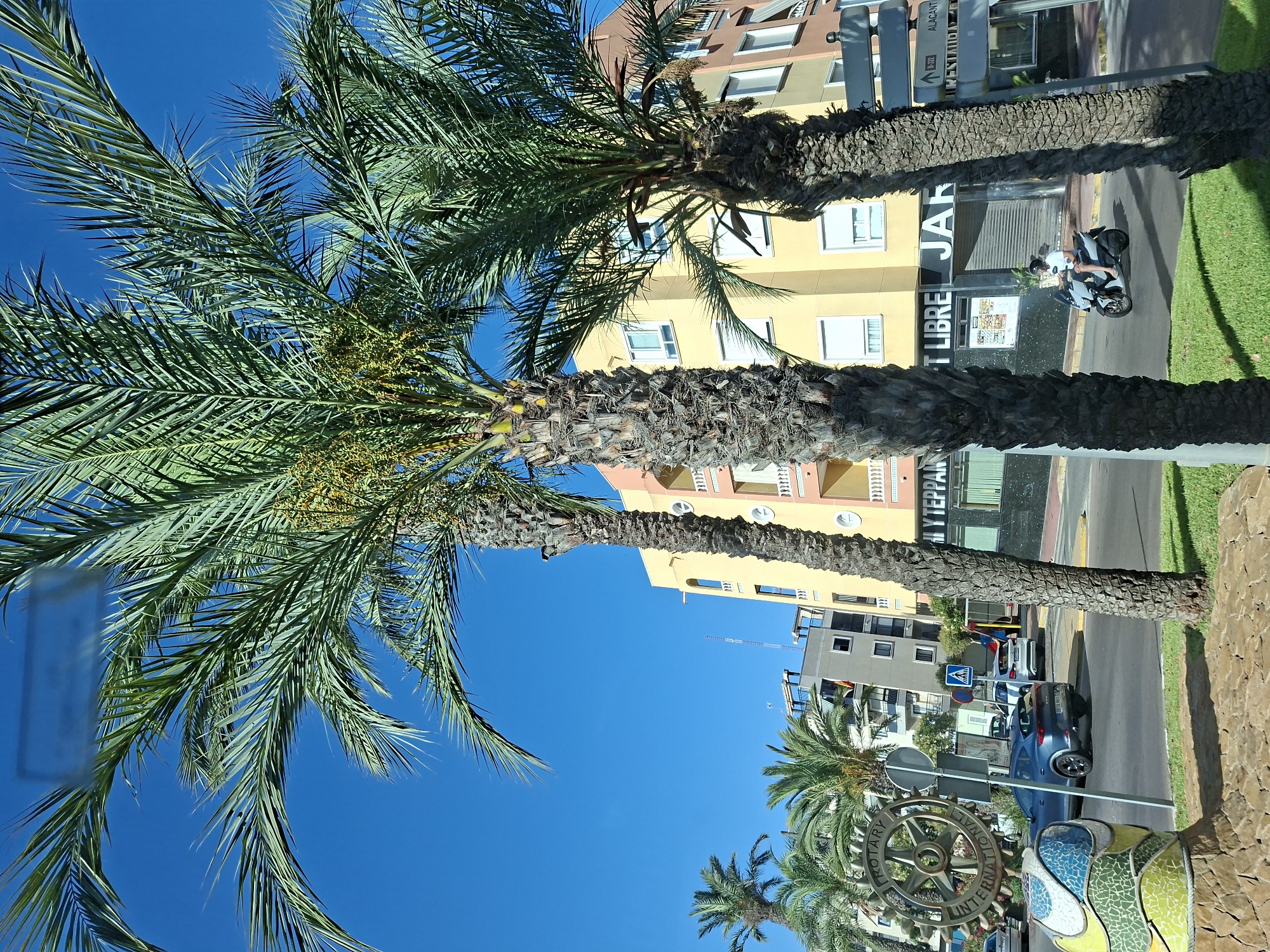 The image depicts a street scene in Guardamar del Segura, Spain, characterized by palm trees lining the road. In the foreground, a vibrant, mosaic-covered sculpture stands on the left. Further left, a Rotary International emblem is visible. The road features several vehicles, including a dark blue SUV in motion and a white car parked. A person is riding a scooter on the right side of the road. Behind the palm trees, buildings with yellow and orange facades are prominent. The sky is clear and blue. The scene captures a typical urban environment in a coastal Spanish town.