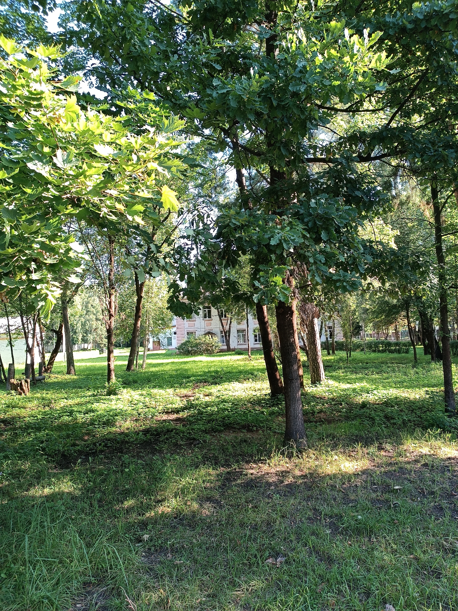 The image depicts a park-like setting with mature trees and a grassy area in Bykovo, Russia. In the background, a pale pink building with white window frames is visible through the foliage, suggesting it might be a residential building or an institutional structure. The sunlight filters through the dense green leaves of the trees, creating dappled shadows on the ground. Several tree trunks, some with rough bark, are prominent in the foreground and midground. The ground is covered in a mix of grass and low-lying green plants, with some fallen leaves scattered about. The overall scene is one of a tranquil, shaded outdoor space.