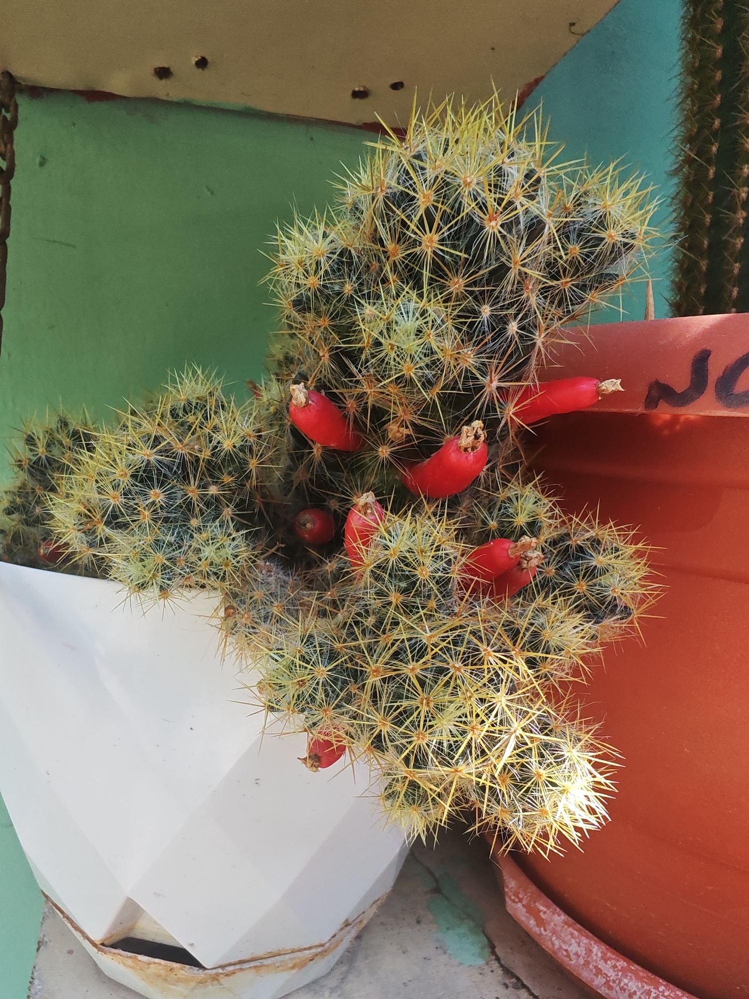 A close-up, vertical shot shows a plump, spiny cactus with bright red fruit, nestled in a white geometric planter. The cactus, covered in numerous sharp, pale yellow spines, is positioned in the foreground, its vibrant red fruit a striking contrast against its green body and the stark white of the pot. Behind the cactus, an orange terracotta pot with a visible "N" scrawled in black marker is partially visible, its rim curving into the frame. The background features a textured green wall, possibly painted concrete or stucco, with subtle water staining or discoloration near the top. The lighting suggests an outdoor setting, with shadows and highlights indicating sunlight. The overall scene is one of a well-maintained plant, likely in a garden or on a balcony, within a setting that could be a residential or public space in the city of Shaki, Azerbaijan. No people are present in the image.