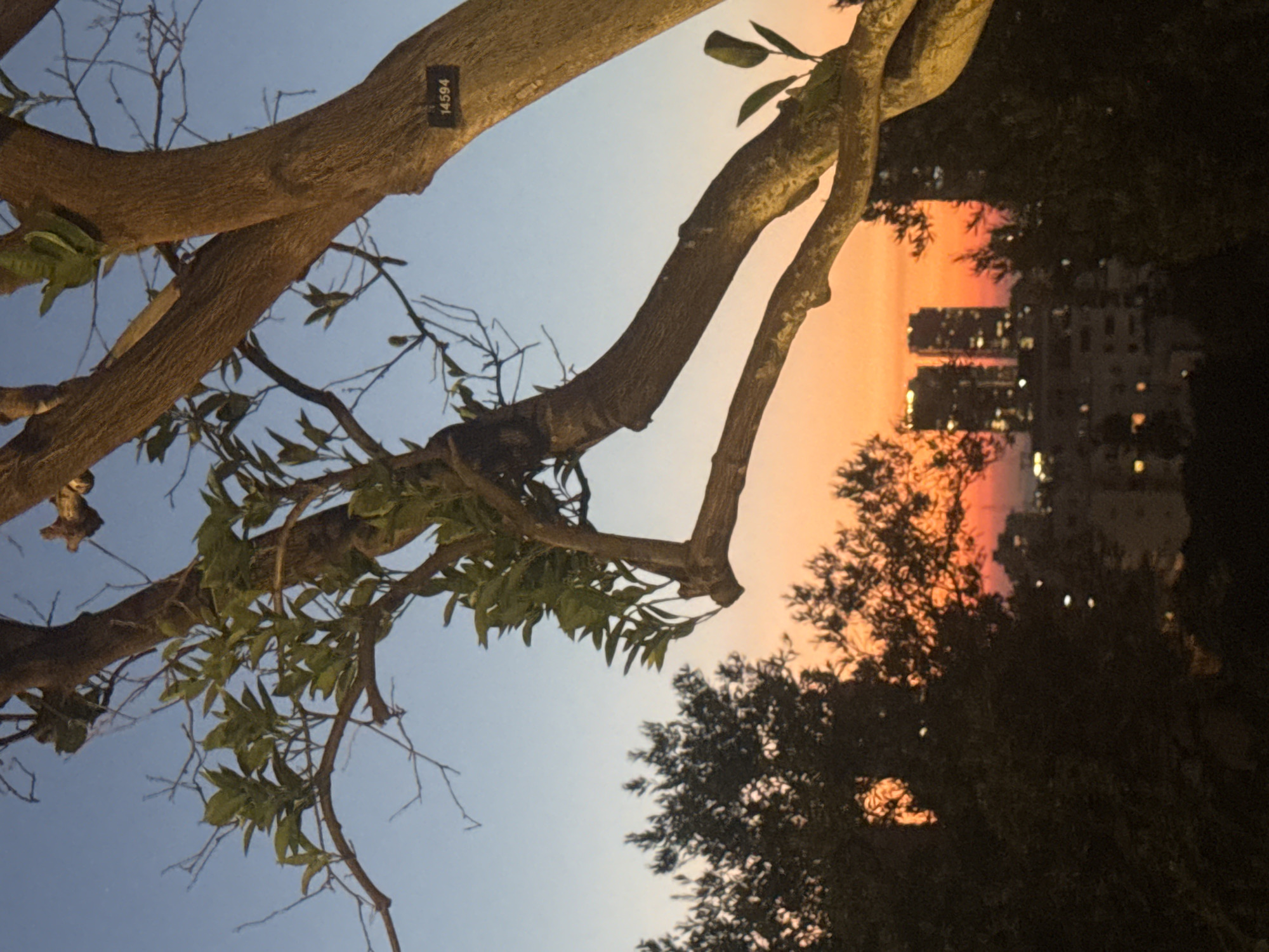 The image depicts a sunset over the city of Ramat Gan, Israel. In the foreground, the branches of a tree with green leaves are visible, partially obscuring the view of the cityscape. The sky transitions from a clear blue at the top to vibrant oranges and reds near the horizon, indicating the setting sun. Silhouetted trees are present on the left and right sides of the image. In the mid-ground and background, buildings of various heights can be seen, with lights illuminating some of them. Two prominent twin towers with illuminated windows are particularly noticeable in the center-right of the frame. A small rectangular label with the number "14594" is attached to the trunk of the tree in the foreground. The overall scene captures a twilight urban landscape.