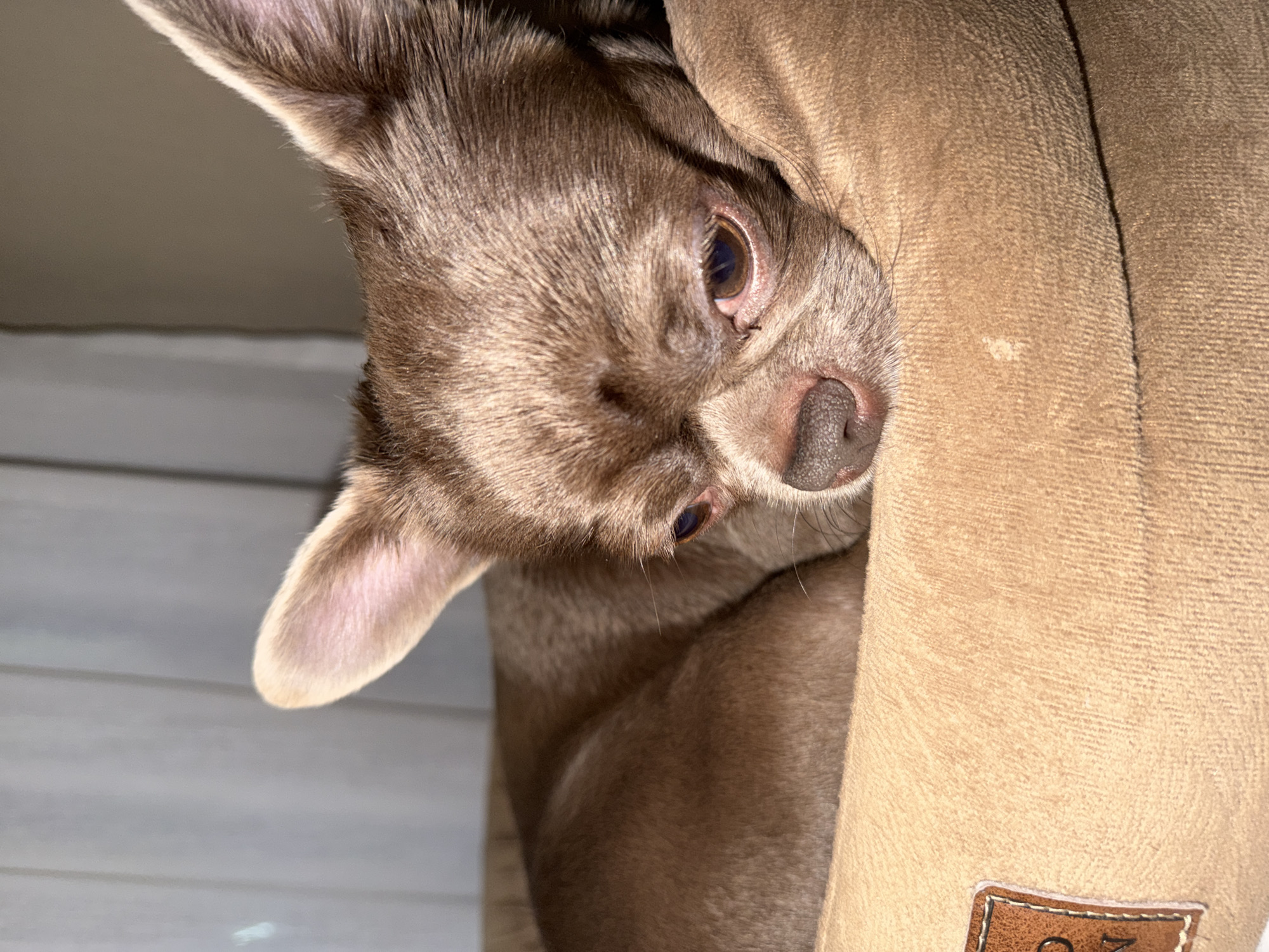 A brown Chihuahua lies nestled within a tan pet bed. The dog's head is angled downwards, with one ear prominently visible. The dog's coat is short and appears to be a uniform color. The bed appears to be made of a soft, plush material. The background is a simple, white wall or paneling. There is no indication of Votkinsk, Russia or any other location.
