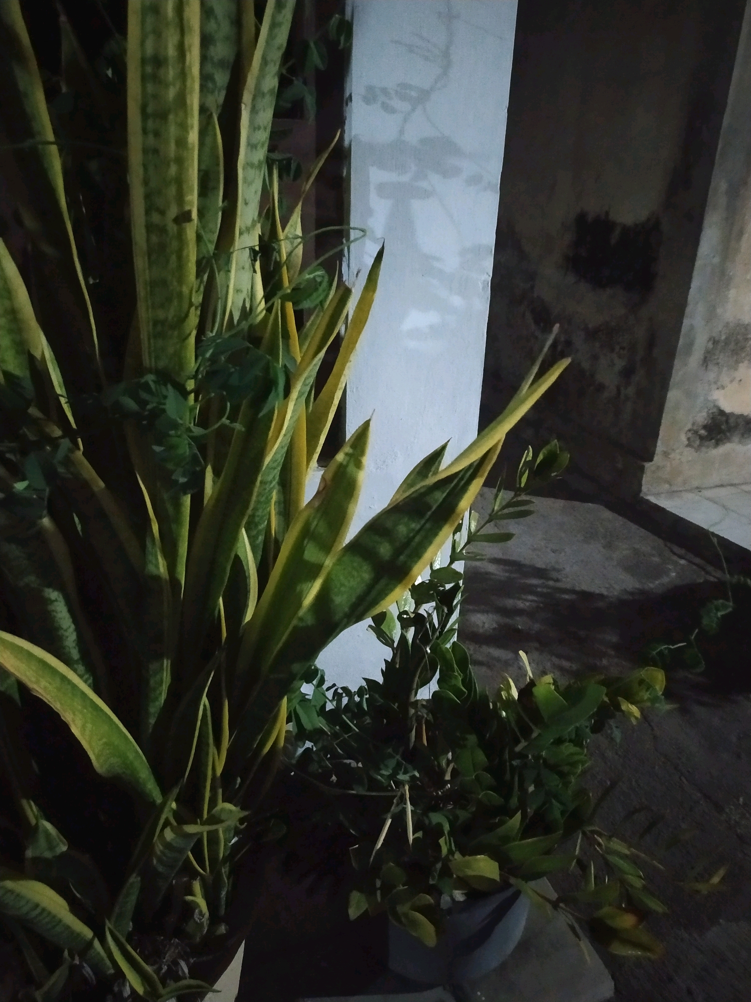 A low-light, medium-shot photograph taken outdoors in Glagahwangi, Indonesia, features a dense arrangement of snake plants in the foreground. The snake plants, characterized by their upright, sword-like leaves with green and yellow variegated patterns, dominate the left and center of the frame. Interspersed among the snake plants are smaller, bushier green plants with delicate leaves, some of which appear to be vines.
Behind the plants, a textured, off-white vertical structure, possibly a wall, occupies the mid-ground and extends into the right side of the image. This structure casts faint shadows and shows some dark discoloration, suggesting it may be aged or weathered. To the right of the white structure, a darker, rough-textured surface, likely another wall or building element, is visible. The ground beneath the plants appears to be a coarse, paved surface, with shadows and dappled light suggesting an outdoor setting, possibly a patio or walkway. The overall lighting is dim, with a light source from the front casting shadows and illuminating the leaves of the plants. The scene is devoid of any human presence or discernible activity.