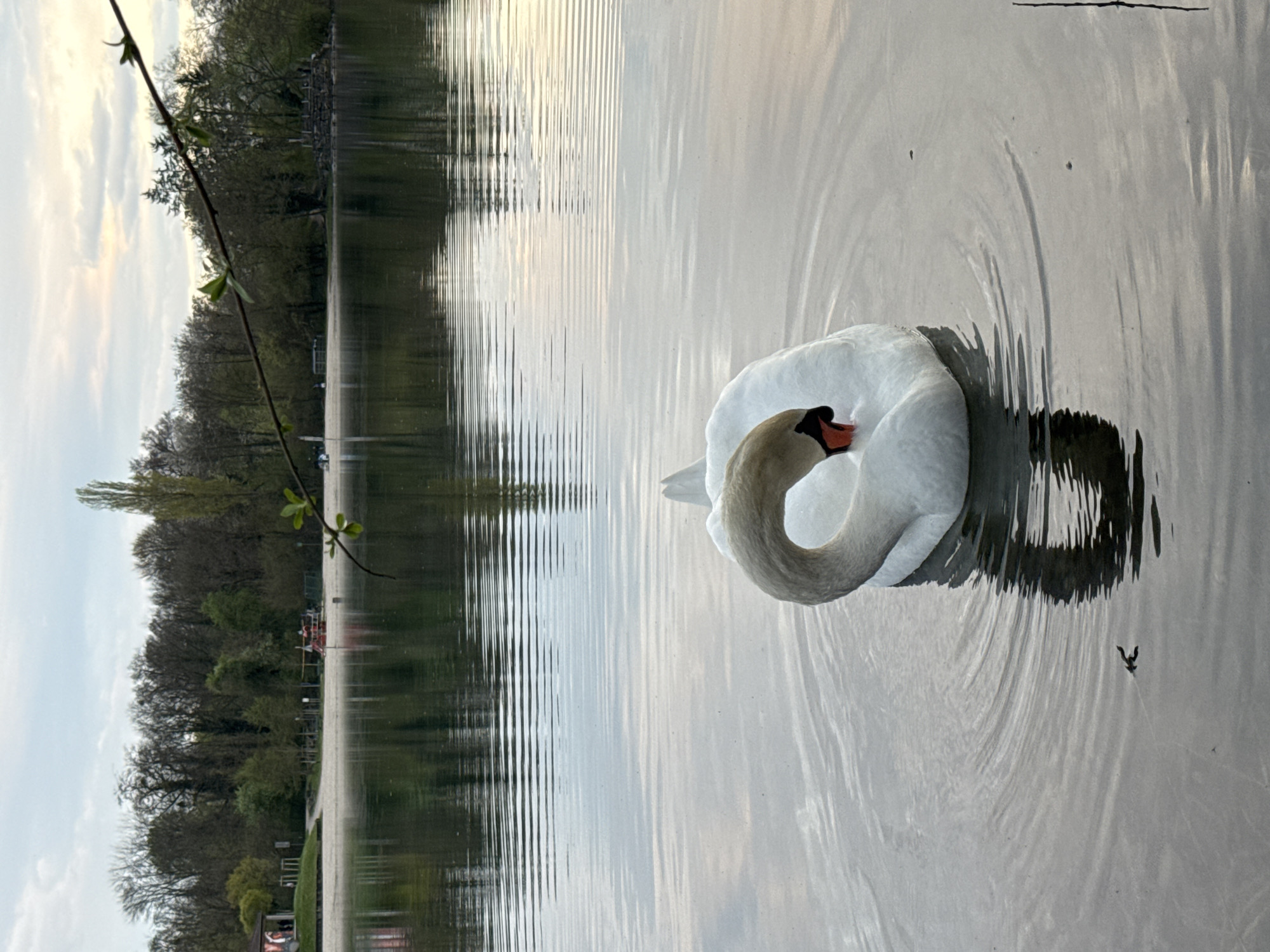 The image shows a swan swimming in a body of water, likely a lake or large pond. The swan is white with a black beak and an orange tip. It is positioned in the water with its neck curled back, resting on its body. The water reflects the sky and surrounding trees, creating a mirrored effect. Ripples emanate from the swan, disturbing the water's surface. On the left side of the image, trees and greenery line the bank of the water. Based on the architectural style and vegetation, it is highly probable this image was taken at Parc de l'Orangerie in Strasbourg, France. No people are directly visible in the image.