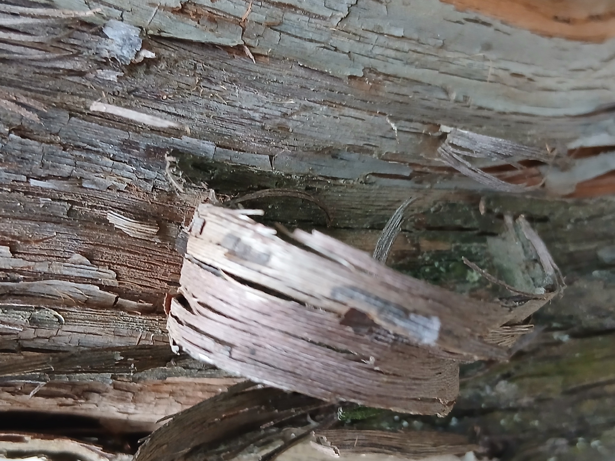 The image is a close-up, macro shot of tree bark. The bark is rough, weathered, and appears to be peeling away in strips in some areas. The colors are predominantly earthy browns and grays, with some hints of green moss in the background. The texture is highly detailed, showing the natural grain and fissures of the wood. There are no people, actions, or interactions depicted. The scene is an outdoor, natural environment, likely a tree in Kholosne, Ukraine.