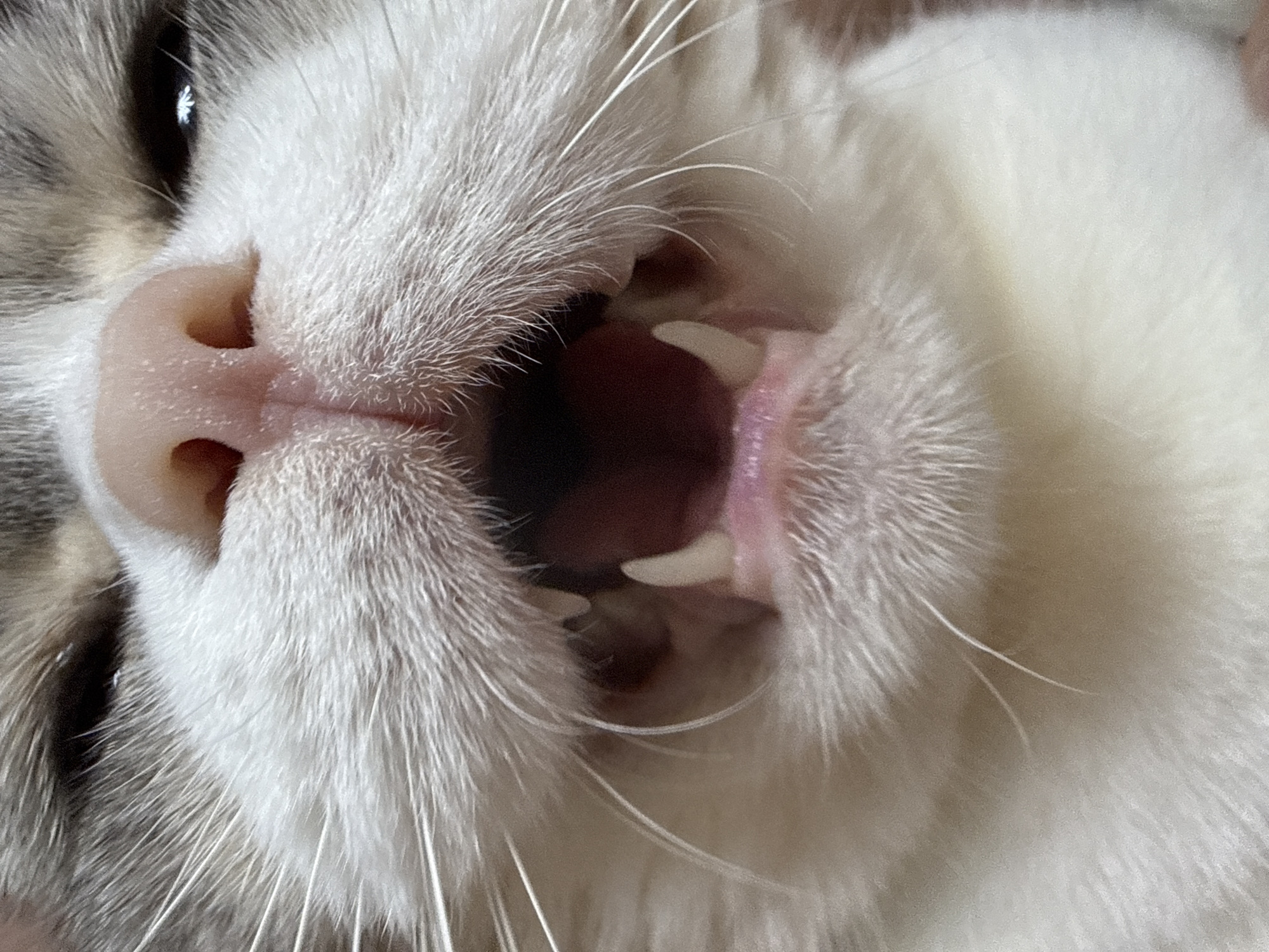 A close-up, low-angle shot captures the open mouth of a cat, revealing its pink gums and sharp white teeth. The cat's whiskers are prominent, fanning out from its muzzle. The background is blurred, with hints of fur and the cat's eye visible. The image is devoid of any contextual information or environmental details related to the city of Chaikovsky, Russia.