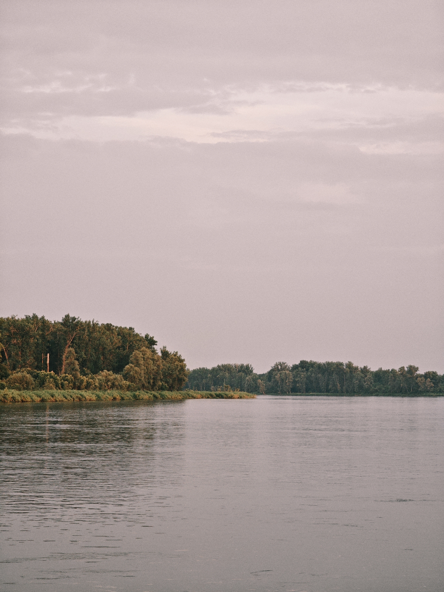 A wide, calm river flows through a natural landscape under a soft, overcast sky. The water surface is smooth with subtle ripples, reflecting the muted light. On the left bank, a dense line of lush green trees forms a thick border, with some lighter foliage and undergrowth closer to the water's edge. A few taller, more slender trees stand out within the mass. On the right bank, the tree line continues, appearing more distant and varied in height and density. The sky above is a pale, dusky pink, suggesting either dawn or dusk. There are no visible people or objects in the scene, and no text is present. The overall impression is one of peaceful, natural serenity. The location context provided is Maloe Nakhval'skoe, Russia.