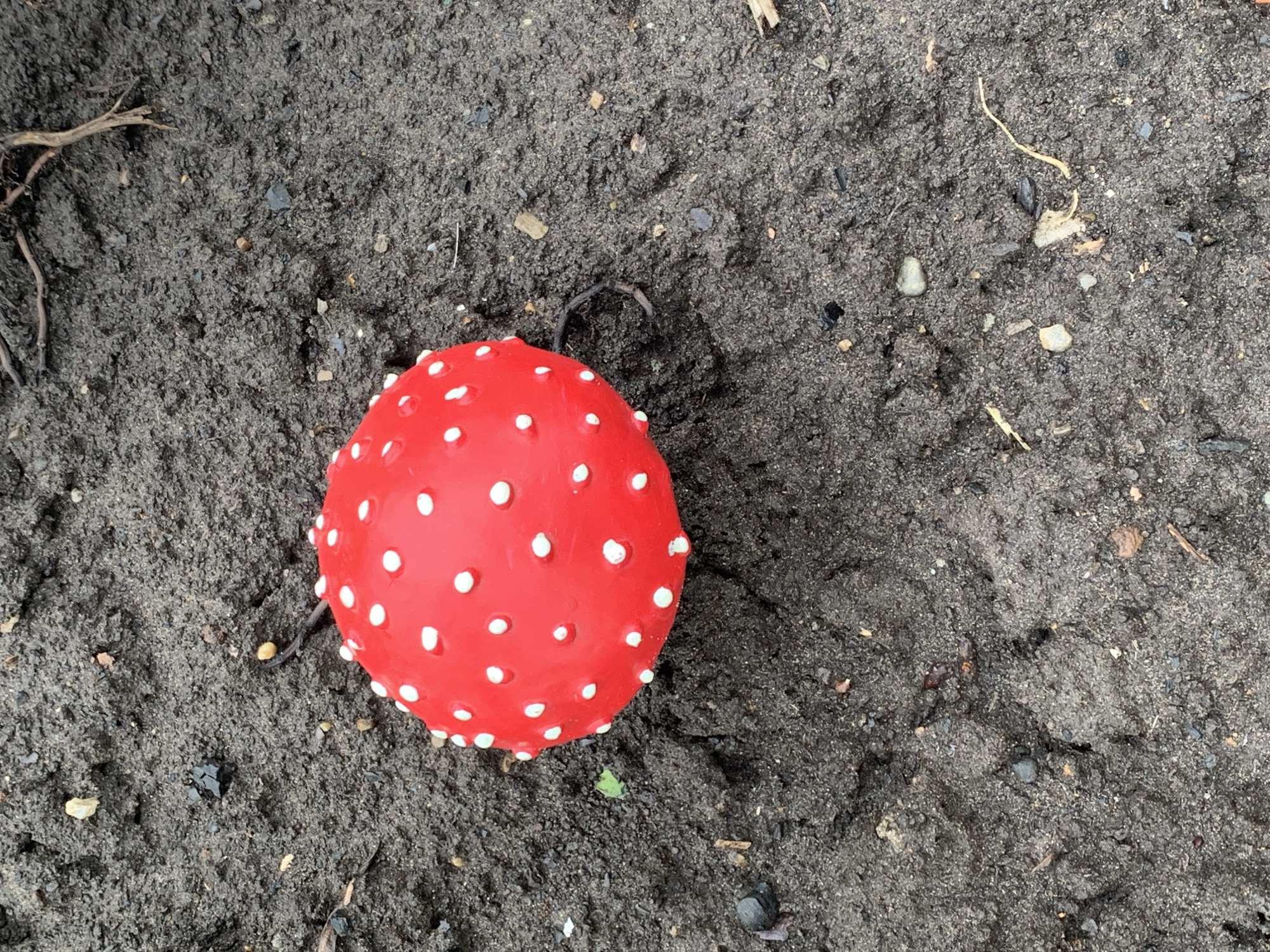 An artificial red mushroom with white polka dots is lying on dark, damp soil. The mushroom is round and appears to be a toy or decoration. The soil is textured with small pebbles and organic debris. There are some dried roots and twigs visible on the soil surface, particularly in the upper right portion of the image. The lighting suggests an overcast day. This image was captured in the city of Dubnik, Russia.
